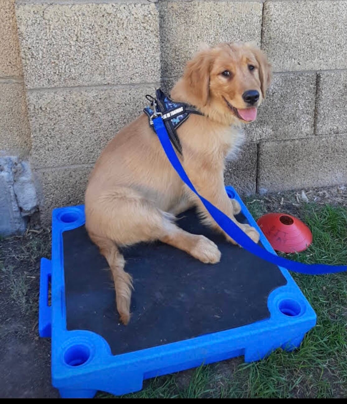 Blue-9 Pet Products KLIMB Dog Training Platform and Agility System, Durable and Portable for Indoor or Outdoor Use, Made in The USA, Purple customer photo 2