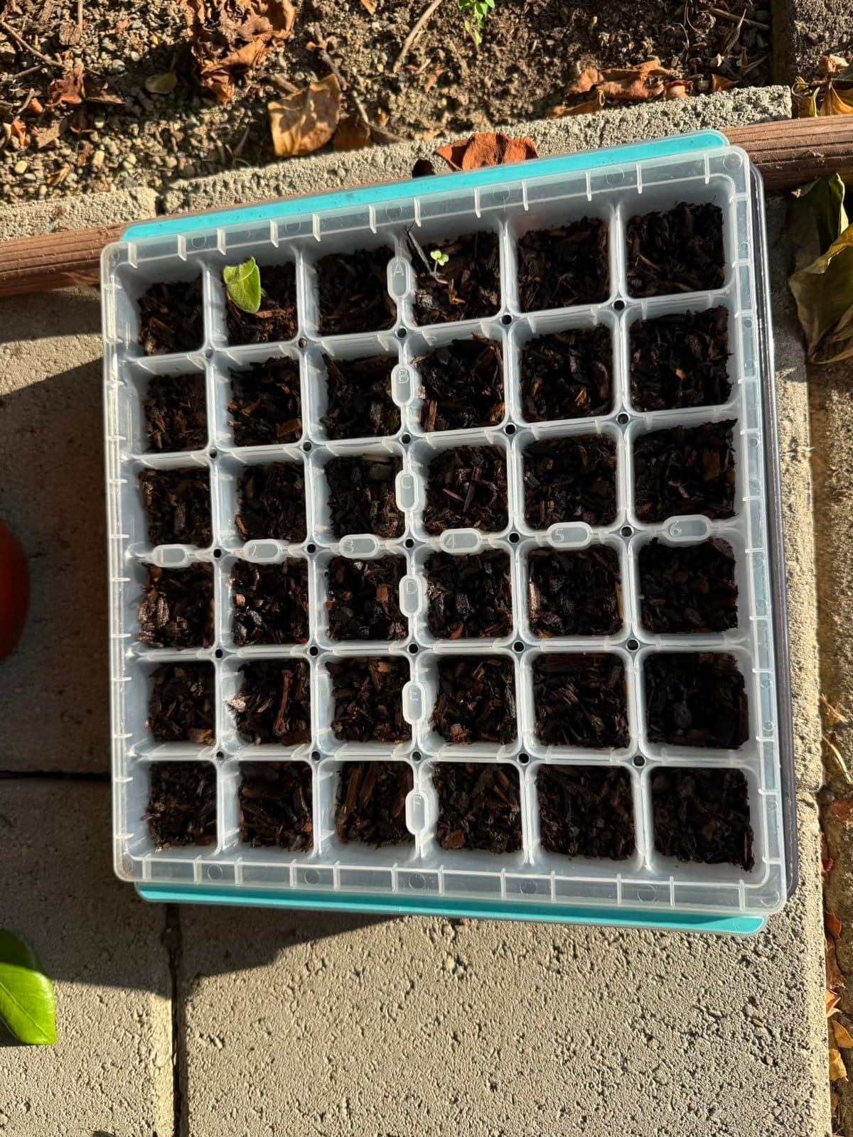 Burpee SuperSeed Seed Starting Tray | 36 Cell Reusable Seed Starter Tray | for Starting Vegetable, Flower & Herb Seeds | Indoor Grow Kit for Plant Seedlings | for Germination Success customer photo 1
