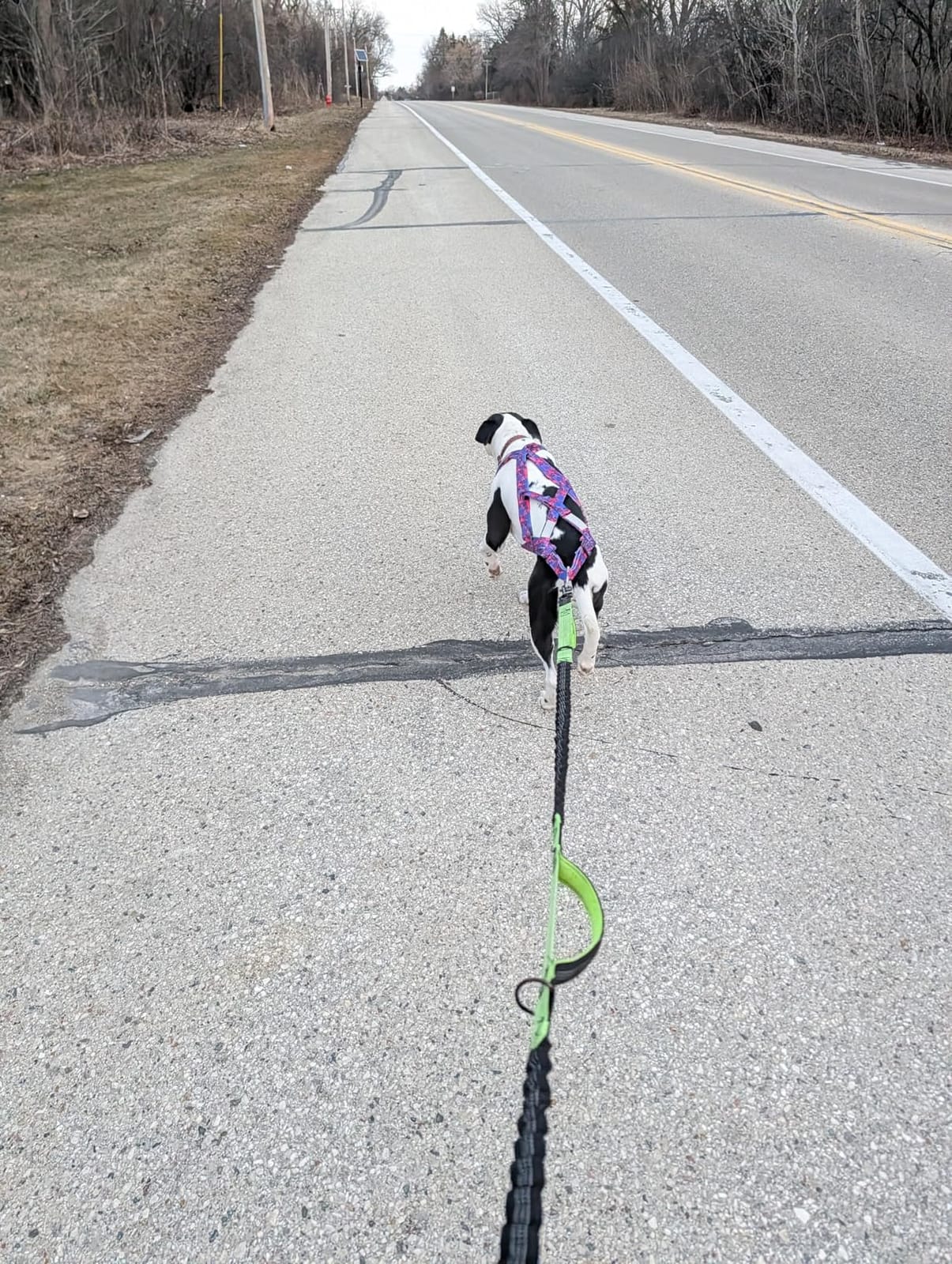 PET ARTIST Dog Weight Pulling Harness, Speed Training, Work Out Dog Sled Harness for Medium, Large Dogs, Blue, XL customer photo 1