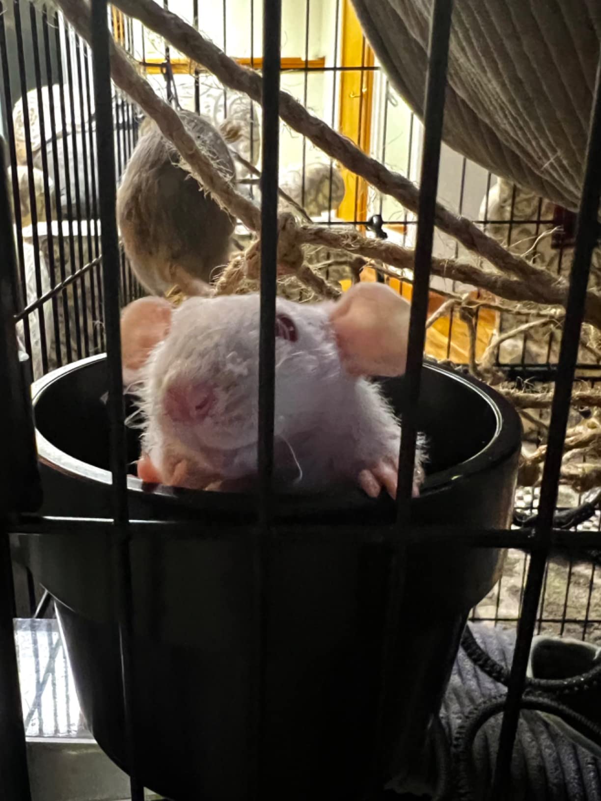 Homey Pet Rat Cage, Small Animal Cage for Ferret, Chinchilla, Guinea Pig customer photo 2