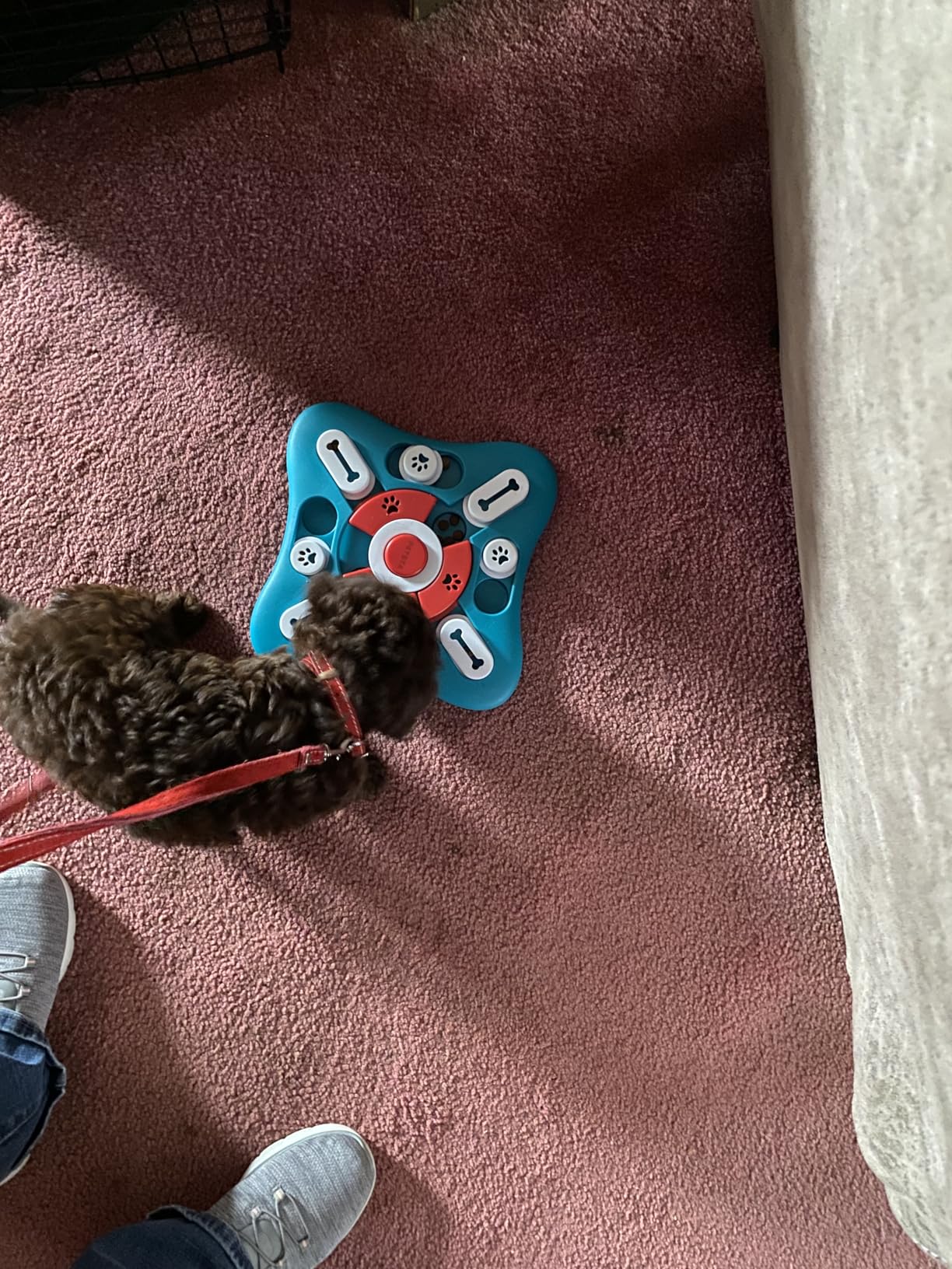 PETSTA Dog Puzzle Toys, Treat Dispensing Dog Enrichment Toys for IQ Training and Brain Stimulation, Interactive Mentally Stimulating Toys as Gifts for Puppies, Cats, Dogs customer photo 1