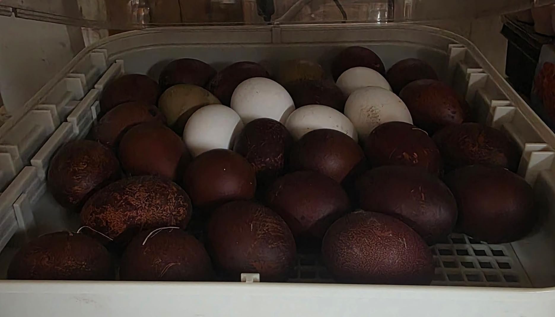 MATICOOPX 30 Egg Incubator with Humidity Display, Egg Candler, Automatic Egg Turner, for Hatching Chickens customer photo 1