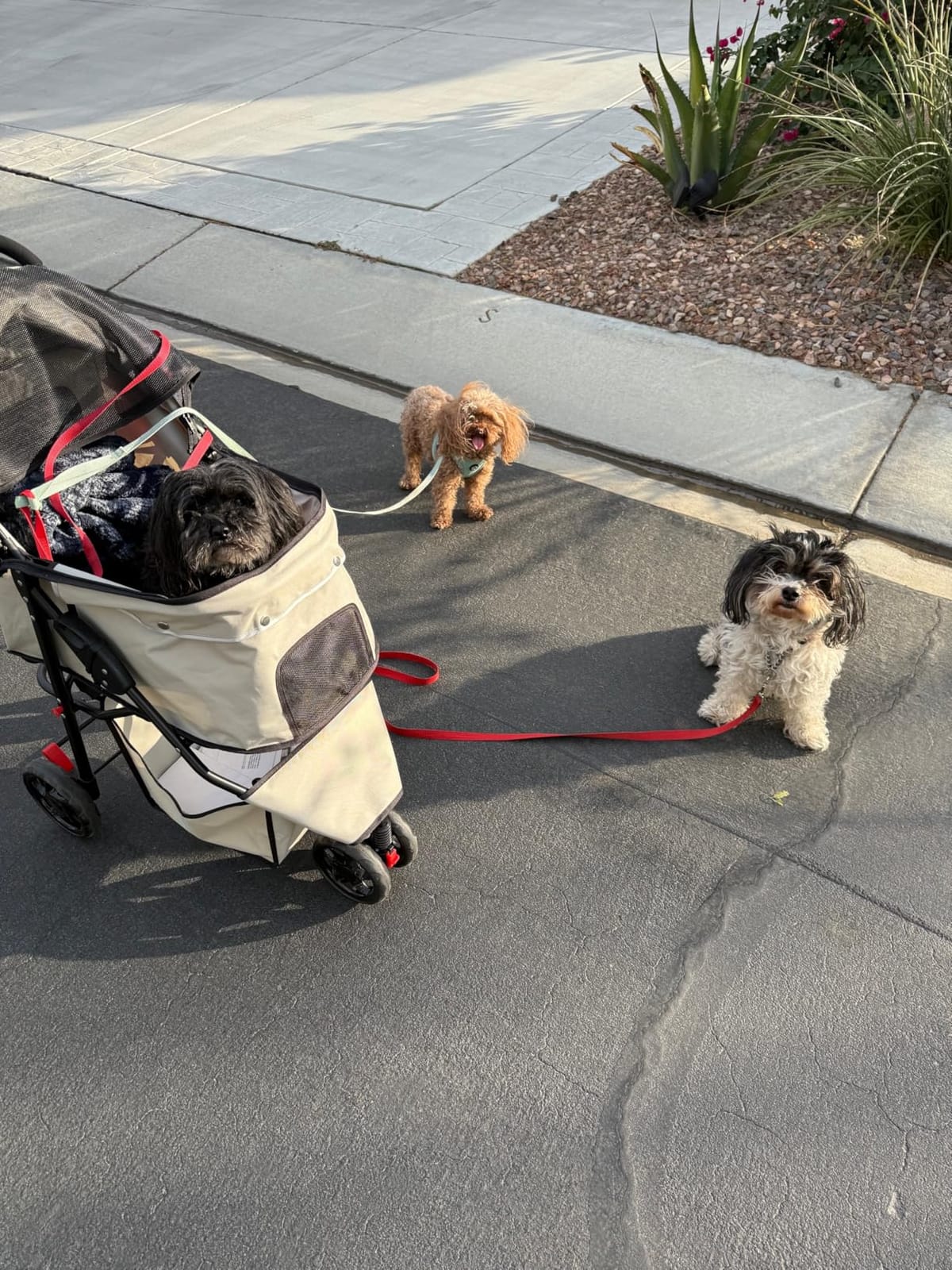Carlson Pet Products Stroller, Includes 360 Degree Front Wheel Swivel, Rear Wheel Breaks, Reflective Trim, Mesh Panels, Umbrella and Mesh Canopy, Khaki customer photo 2