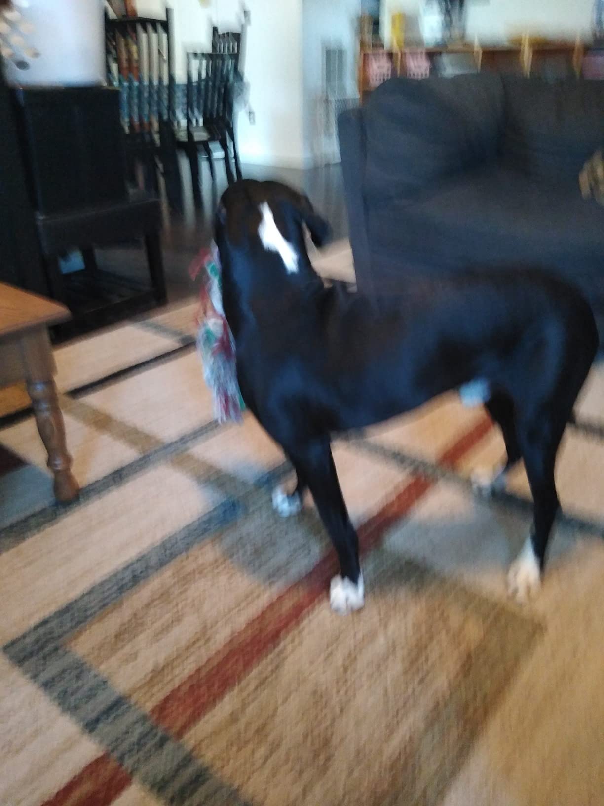 Dog Shock Collar, Electric Dog Training Collar with Remote & 4-Channels customer photo 1