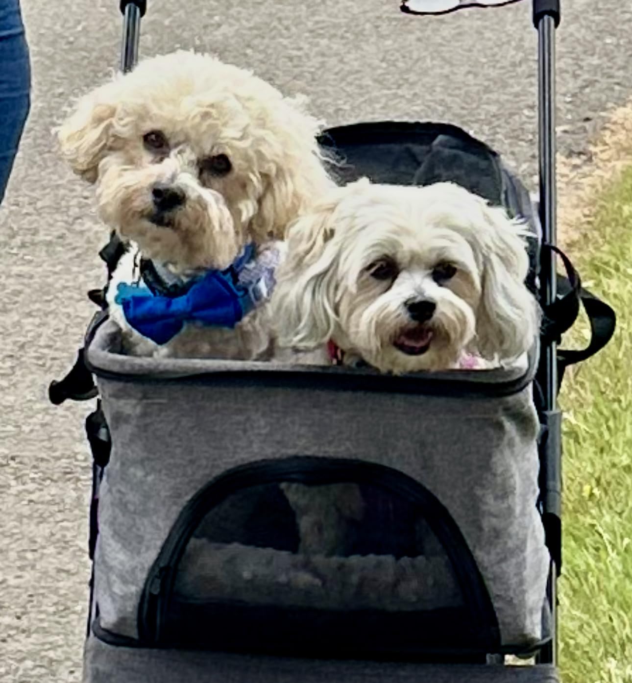 BestPet | 4-Wheel Foldable Pet Stroller | Grey | Lightweight & Portable | Detachable Travel Carrier with Mesh Windows, Storage Basket, Safety Brakes, and Waterproof Fabric | For Small Dogs and Cats customer photo 2