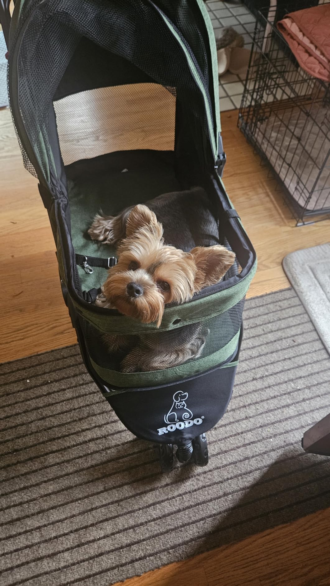 ROODO 3 Wheel Pet Stroller Best Lightweight Foldable Compact Portable Jogger All Terrain Travel Pet Gear Puppy Kitty Stroller for up to 30lbs Medium Small Dogs and Cats(Green) customer photo 1