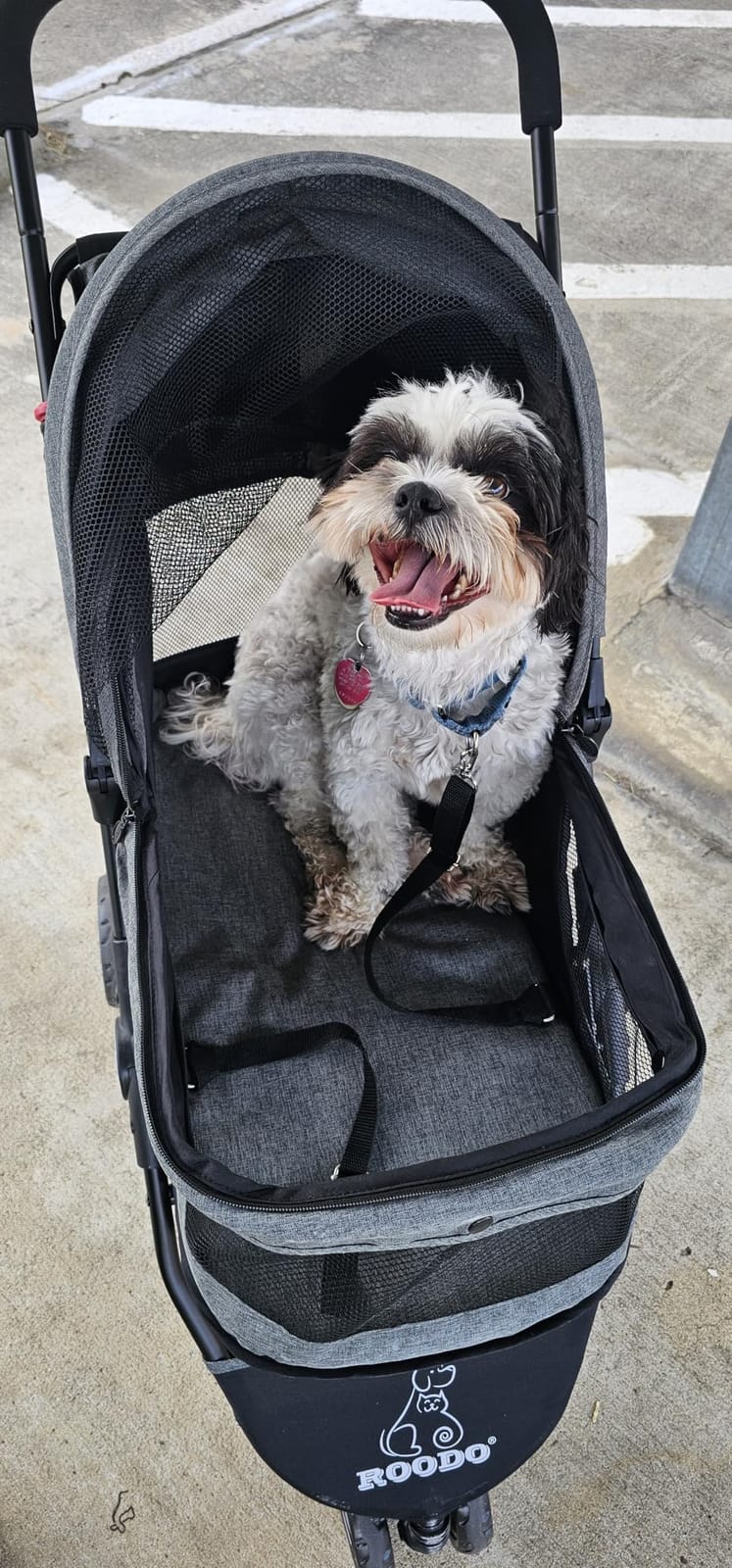 ROODO 3 Wheel Pet Stroller Best Lightweight Foldable Compact Portable Jogger All Terrain Travel Pet Gear Puppy Kitty Stroller for up to 30lbs Medium Small Dogs and Cats(Green) customer photo 2