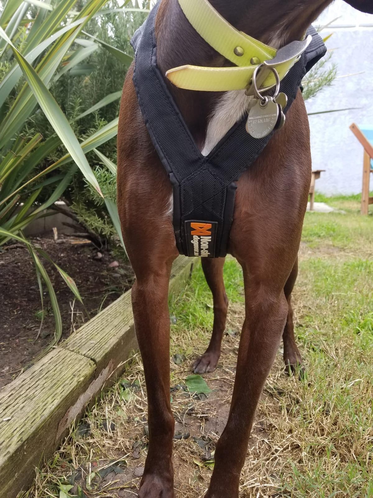 Non-stop dogwear Freemotion Harness 5.0 Dog Pulling Harness for Sports Like Running, Biking and Skiing with Dogs, Professional Adjustable Dog Harness, Orange/Black, Size 6 customer photo 1