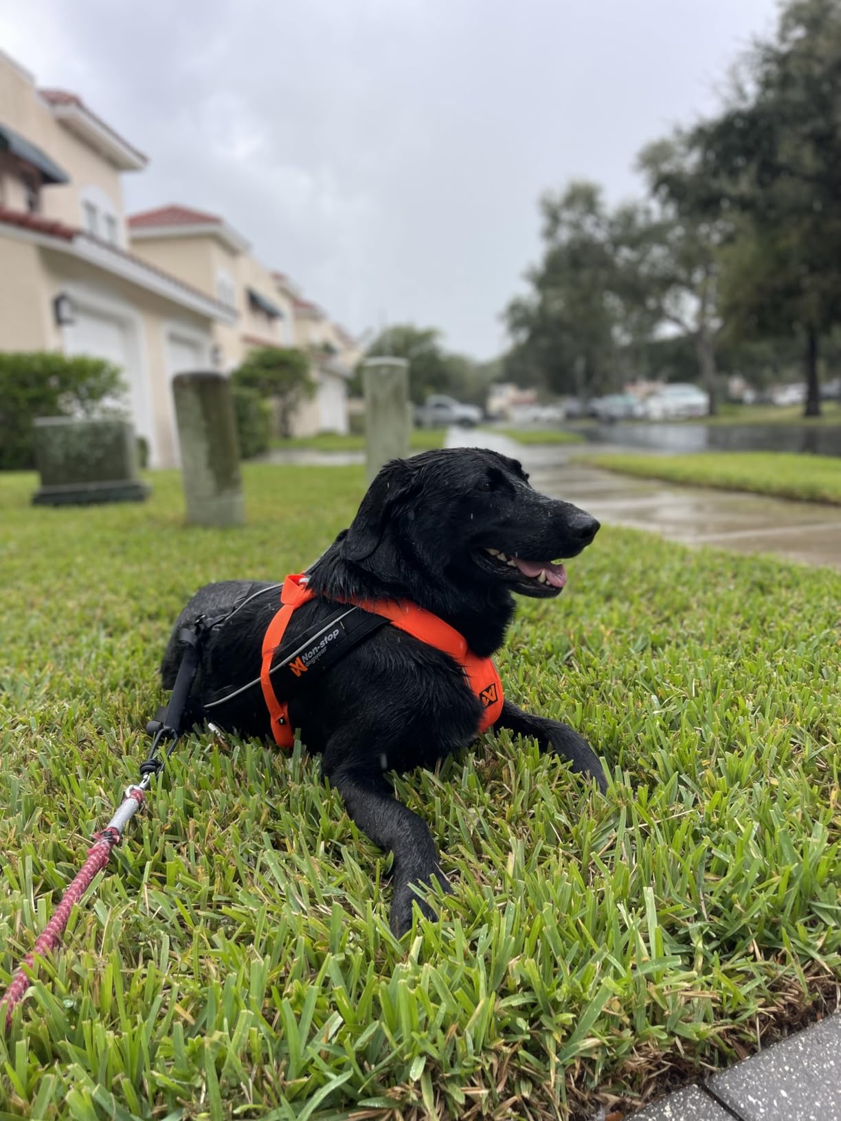 Non-stop dogwear Freemotion Harness 5.0 Dog Pulling Harness for Sports Like Running, Biking and Skiing with Dogs, Professional Adjustable Dog Harness, Orange/Black, Size 6 customer photo 2