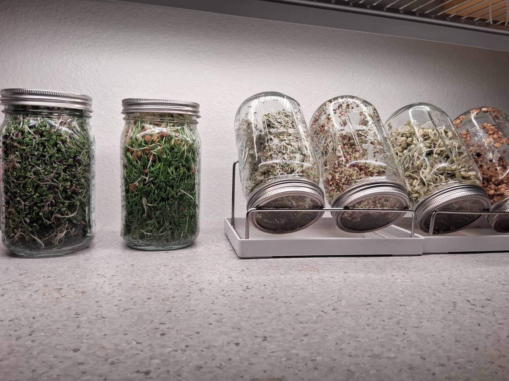 Kitmiido Seed Sprouting Kit, 2 Large Wide Mouth Mason Jars with Sprout Lids, Blackout Sleeves, Drain Tray, Stainless Steel Stand, Sprouts Growing Kit for Bean, Broccoli, Alfalfa (Yellow+Green) customer photo 1