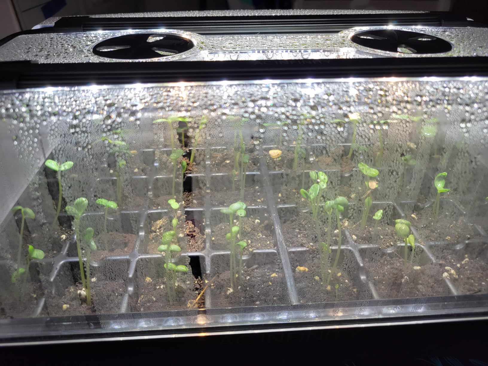 AC Infinity Heavy-Duty Humidity Dome 5x8 Germination Kit, Full Spectrum LED Grow Light Bars with Samsung LM301H EVO LEDs, Heat Mat, 3 mm Thickest Dome, Trays, Vented Panels, for Seed Starting customer photo 1