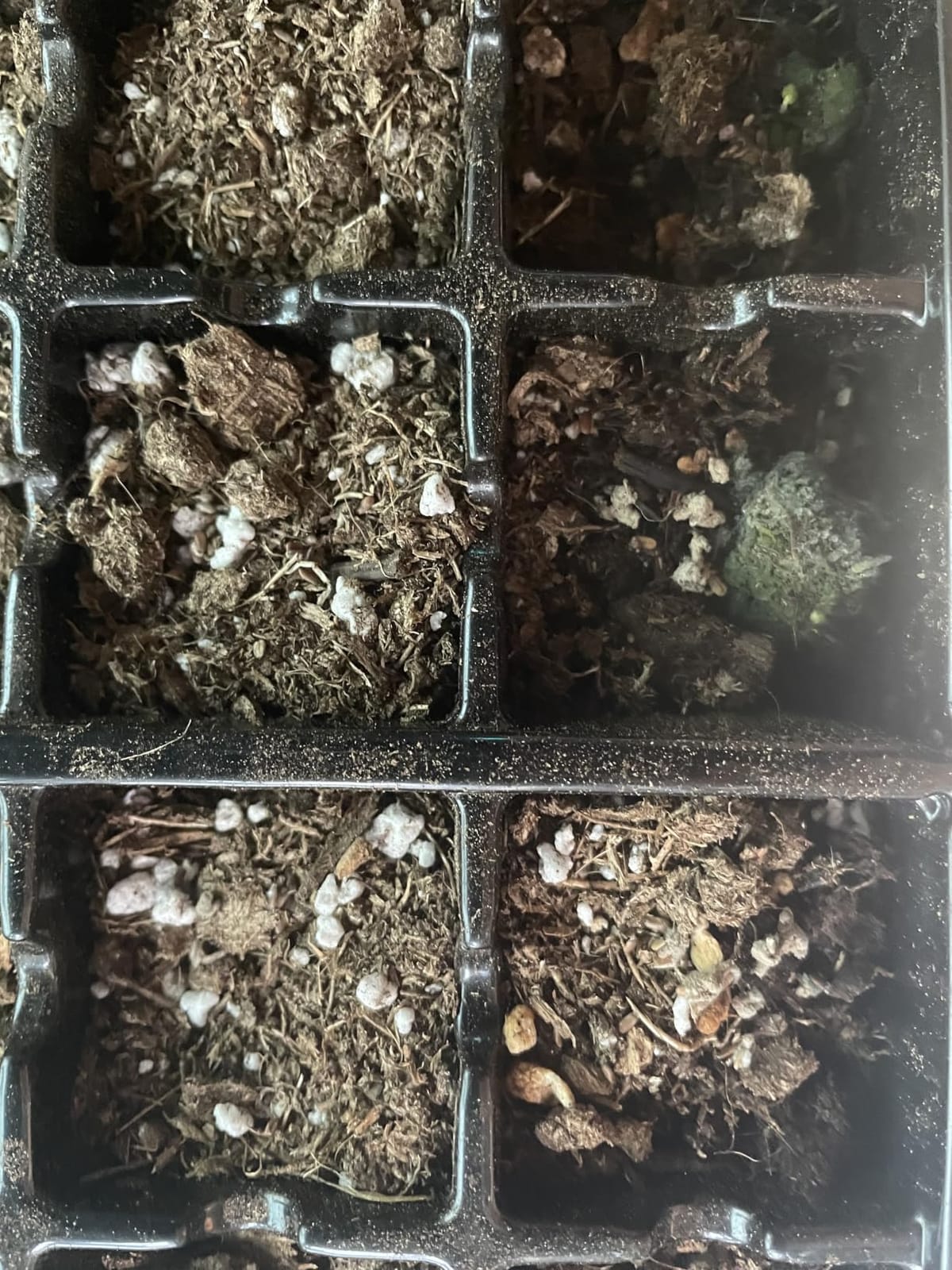 AC Infinity Heavy-Duty Humidity Dome 5x8 Germination Kit, Full Spectrum LED Grow Light Bars with Samsung LM301H EVO LEDs, Heat Mat, 3 mm Thickest Dome, Trays, Vented Panels, for Seed Starting customer photo 2