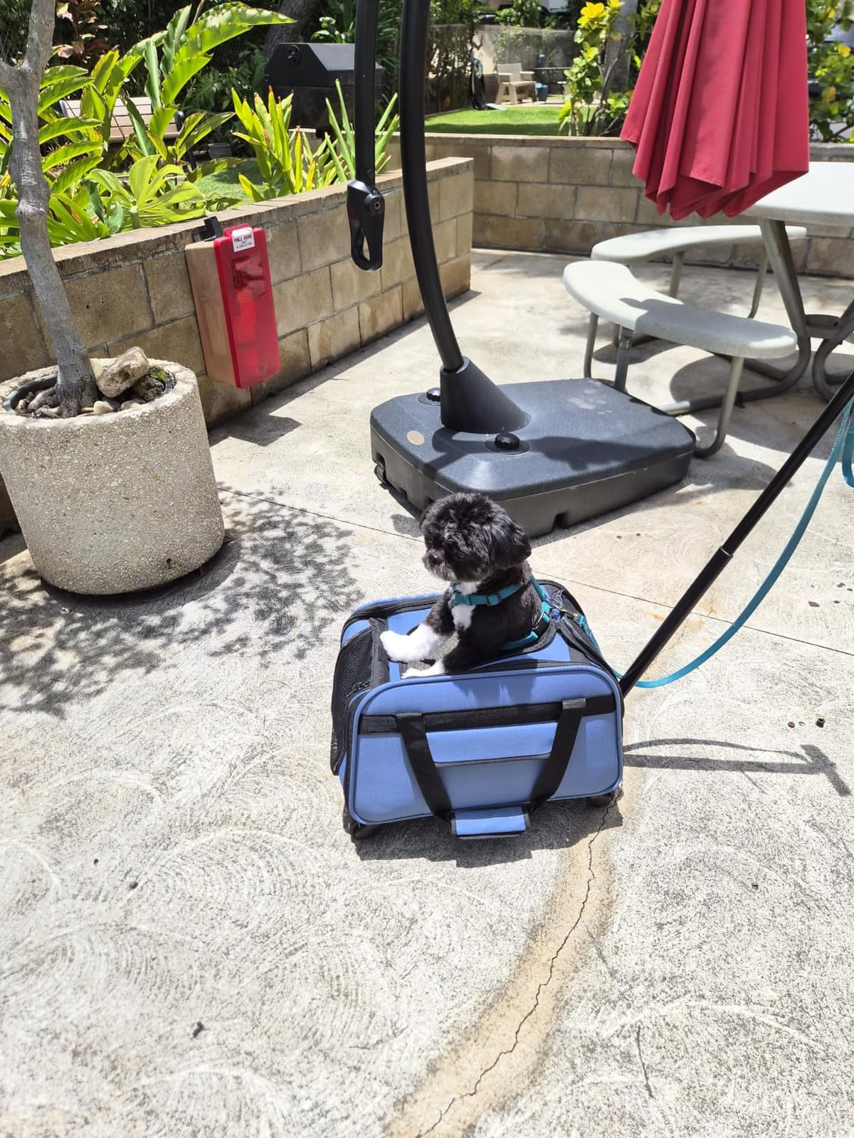 PETSFIT Extra Large Pet Carrier with Wheels- Rolling Dog Carrier for 2 Small Dogs, Large Cat Carrier on Wheels with Adjustable Safety Rope & Waterproof Bottom (𝑵𝒐𝒕 𝑨𝒊𝒓𝒍𝒊𝒏𝒆 𝑨𝒑𝒑𝒓𝒐𝒗𝒆𝒅) customer photo 1