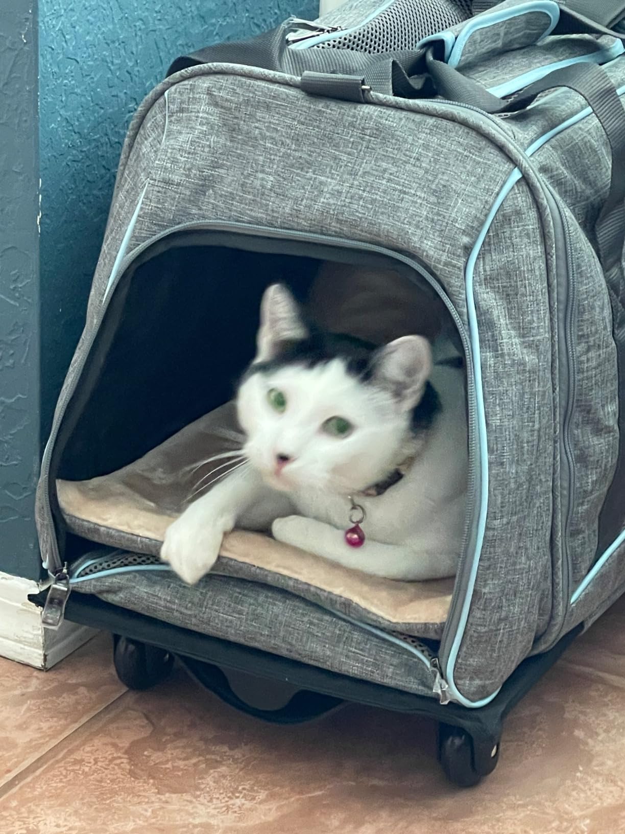 PETSFIT Extra Large Pet Carrier with Wheels- Rolling Dog Carrier for 2 Small Dogs, Large Cat Carrier on Wheels with Adjustable Safety Rope & Waterproof Bottom (𝑵𝒐𝒕 𝑨𝒊𝒓𝒍𝒊𝒏𝒆 𝑨𝒑𝒑𝒓𝒐𝒗𝒆𝒅) customer photo 2