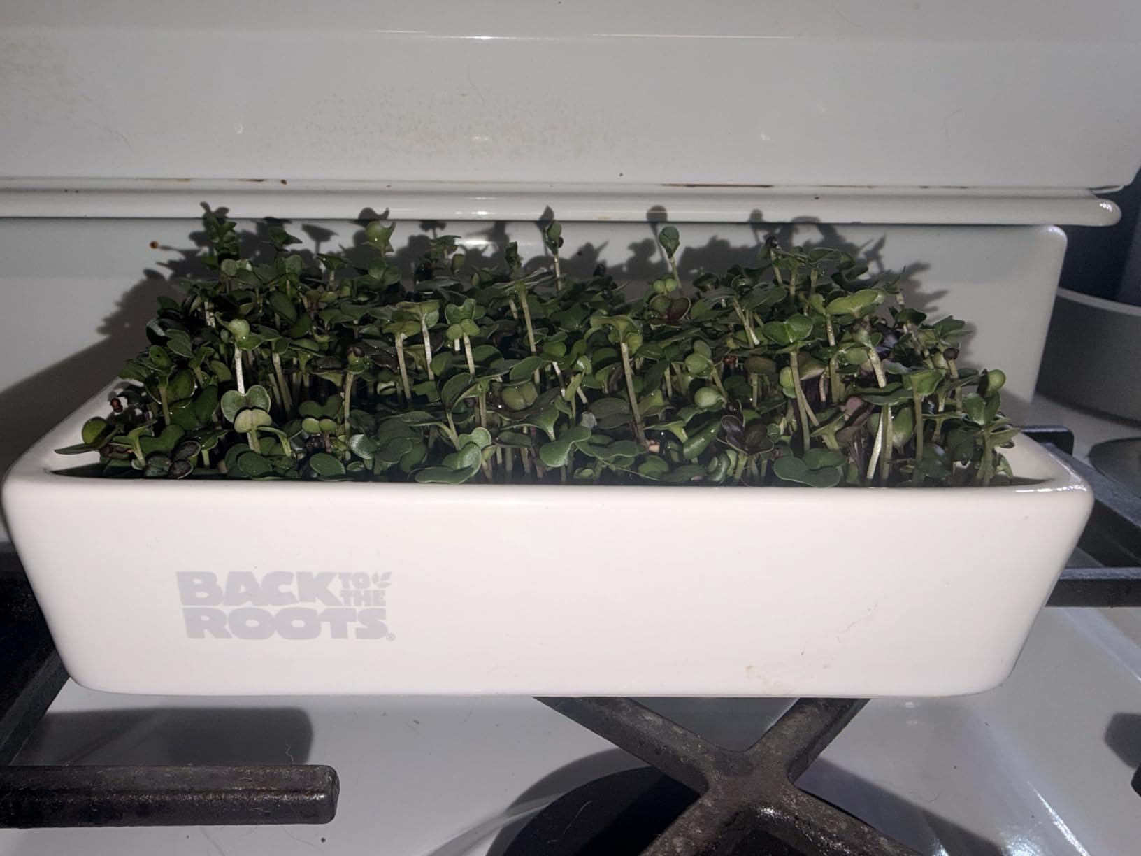 Back to the Roots Organic Microgreens Grow Kit with Ceramic Planter, Expandable Soil, Organic Seeds, and Germination Lid customer photo 2