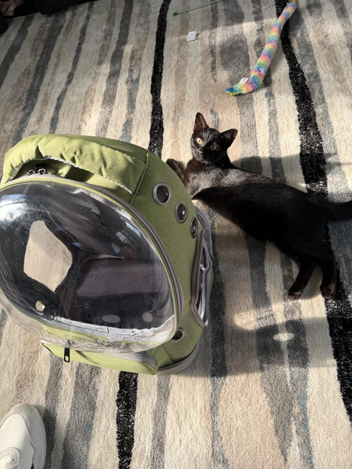 Cawypety Cat Backpack Carrier, Breathable Cat Carrier Large Space Bubble Pet Backpack for Kitty Small Dog up to 15lbs, Transparent & Foldable Pet Carrier for Travel Hiking customer photo 1