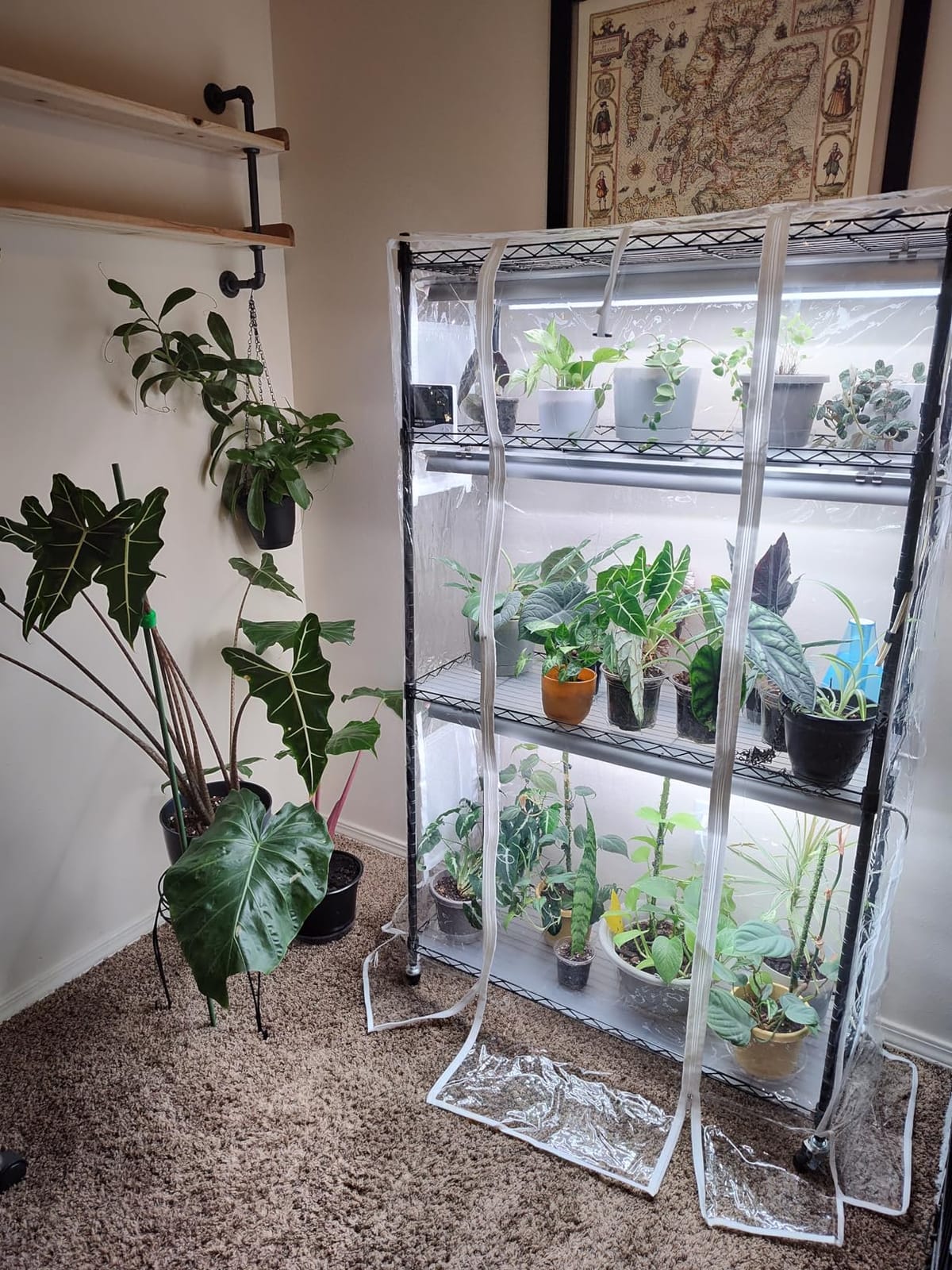 Barrina CX5Z Indoor Greenhouse with Grow Light, 6PCS 30W per Light Full Spectrum T8 Plant Lights, 4-Tier Portable Metal Plant Stand Tent and Thermometer for Seed Starting, 35.4x13.8x59IN customer photo 2