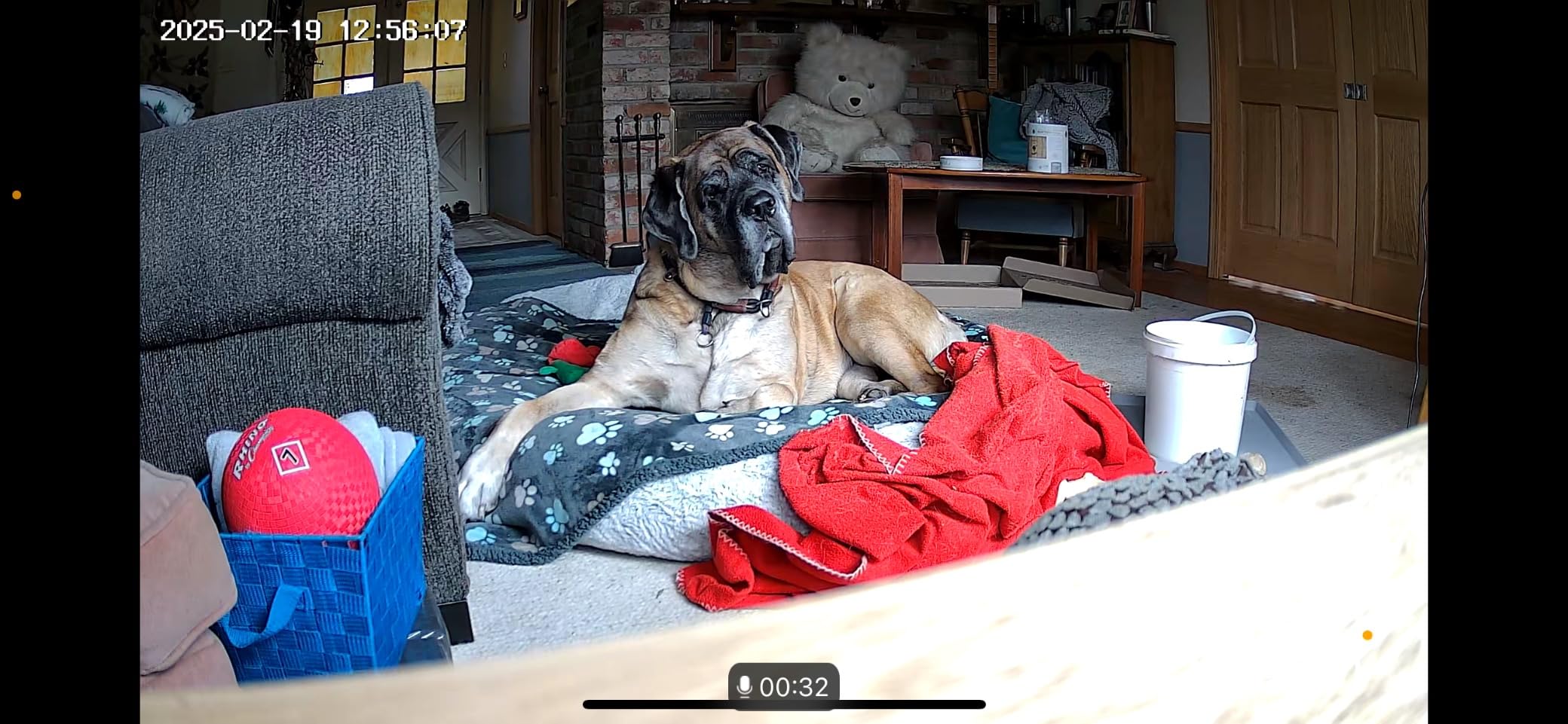 ARENTI 4MP Pet Camera P2Q, 5G WiFi 6 Indoor Security Camera, Free Phone App customer photo 1