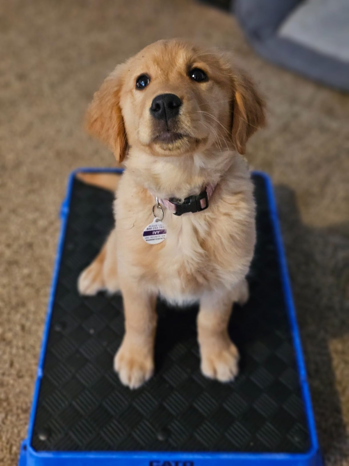 Cato Board - Dog Training Platform (Teal, Rubber Surface) customer photo 1