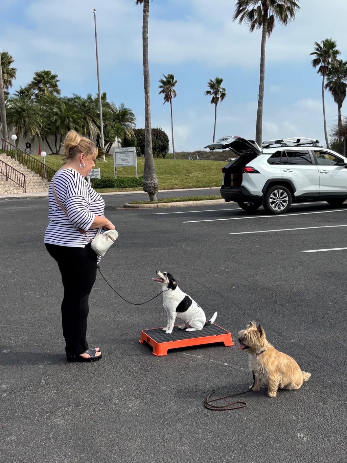 Cato Board - Dog Training Platform (Teal, Rubber Surface) customer photo 2