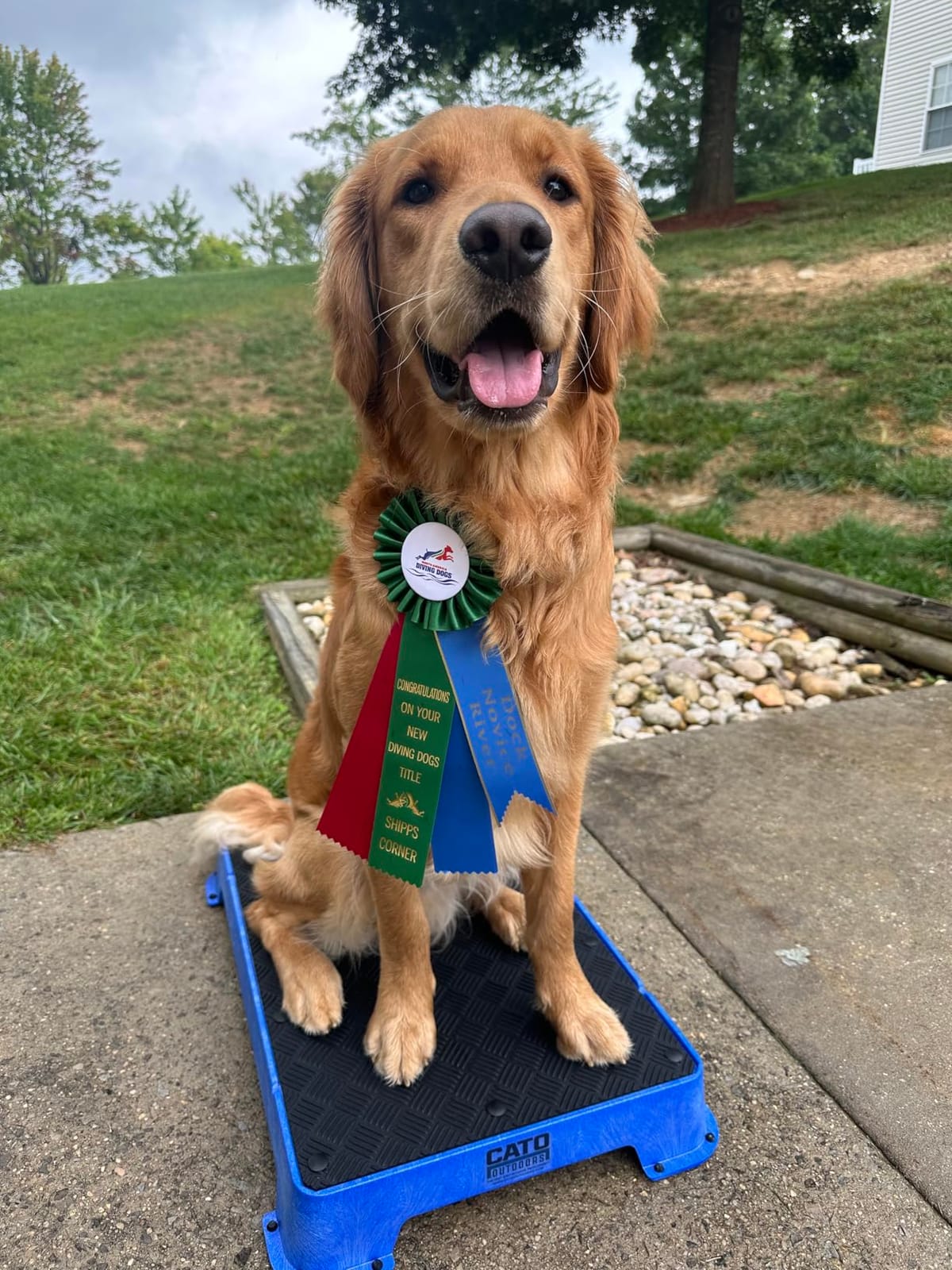 Cato Board - Dog Training Platform (Purple, Rubber Surface) customer photo 2