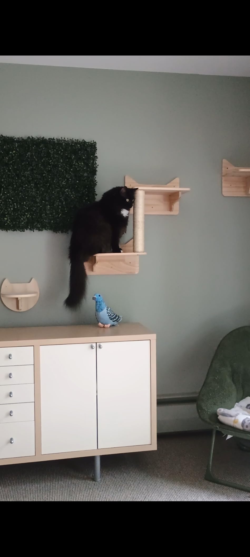 Cat Wall Shelves for Large Cats, 9PCS Solid Pine Cat Wall Furniture Set with House, Ladder Steps & Sisal Scratching Posts, Sturdy Mounted Climbing Shelves for Indoor Cats customer photo 1