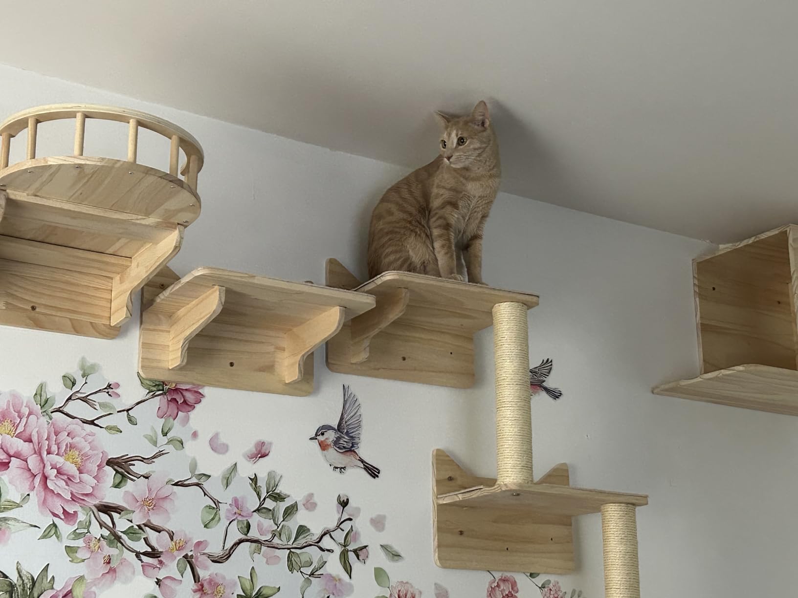 NOVGOBHOT Cat Wall Shelves for Large Cats - 9-Piece Wooden Wall-Mounted Cat Shelves Set, Kitty Climbing System with Perches, Scratching Post & Condo House customer photo 2