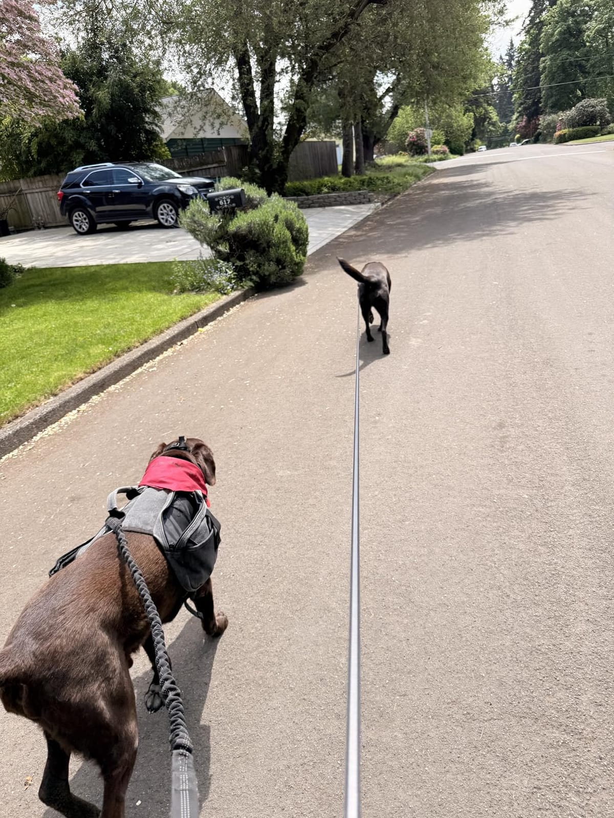 New Anti Barking Device,Dog Barking Control Devices,Rechargeable Ultrasonic Dog Bark Deterrent up to 16.4 Ft Effective Control Range Safe for Human & Dogs Portable Indoor & Outdoor(Green) customer photo 1