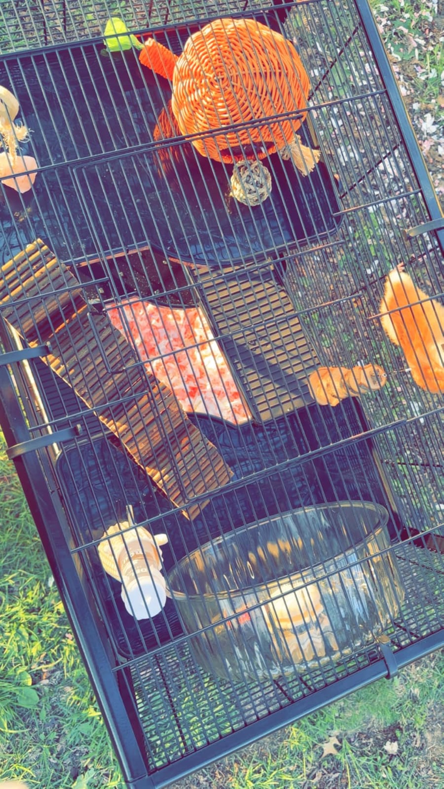 PawHut Large Hamster Cage with Deep Tempered Glass Bottom, 3 Tiers Hamster Tank with Running Wheel, Hut, Water Bottle, Dish, Rat Cage for Syrian, Dwarf, Gerbils, Mouse, 23.5