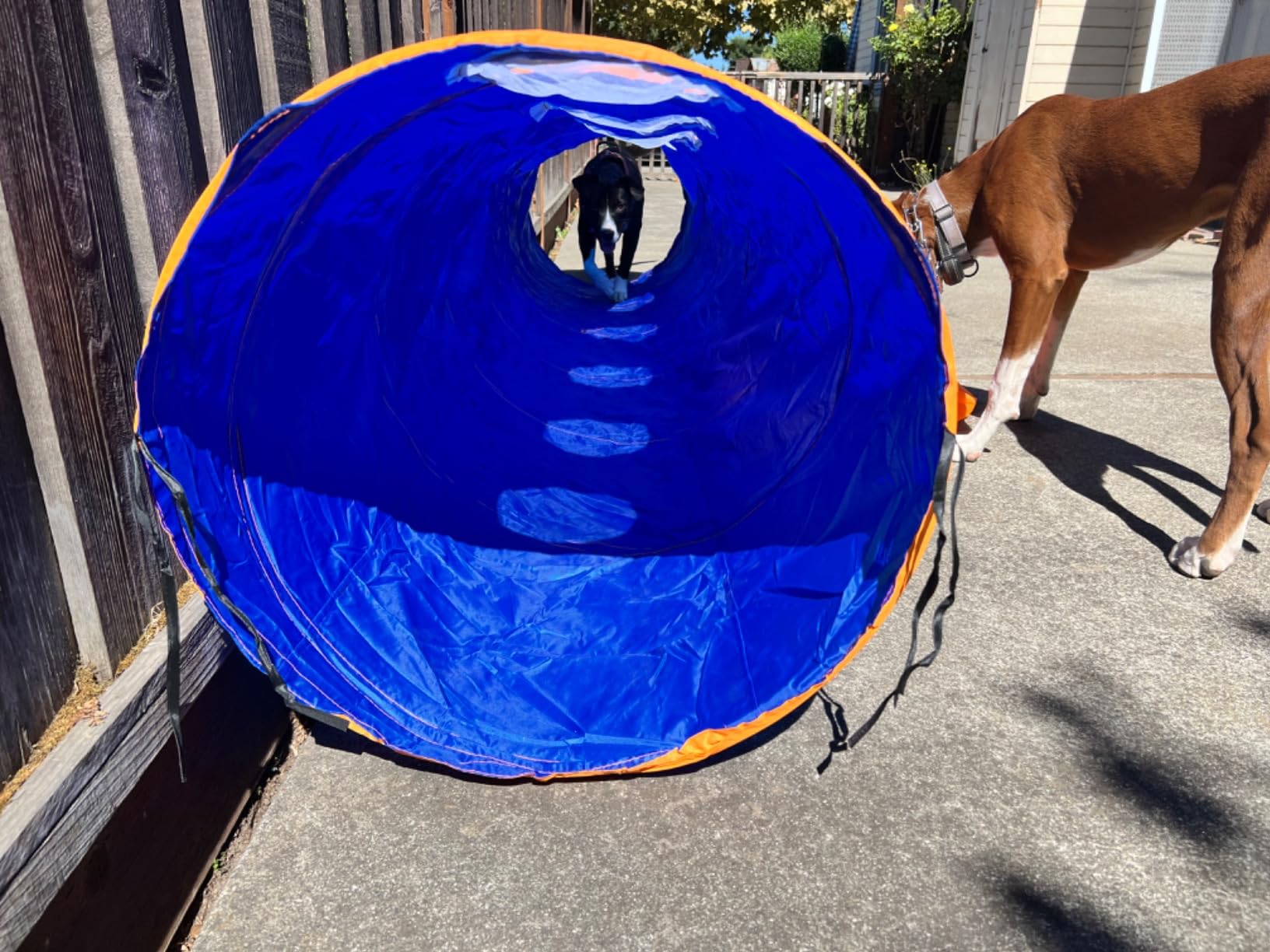 10FT Dog Agility Tunnel - Tear-Resistant Oxford Cloth Training Tunnel for All Breeds, Indoor/Outdoor Use with 4 Stakes & Carry Bag (Blue) customer photo 1