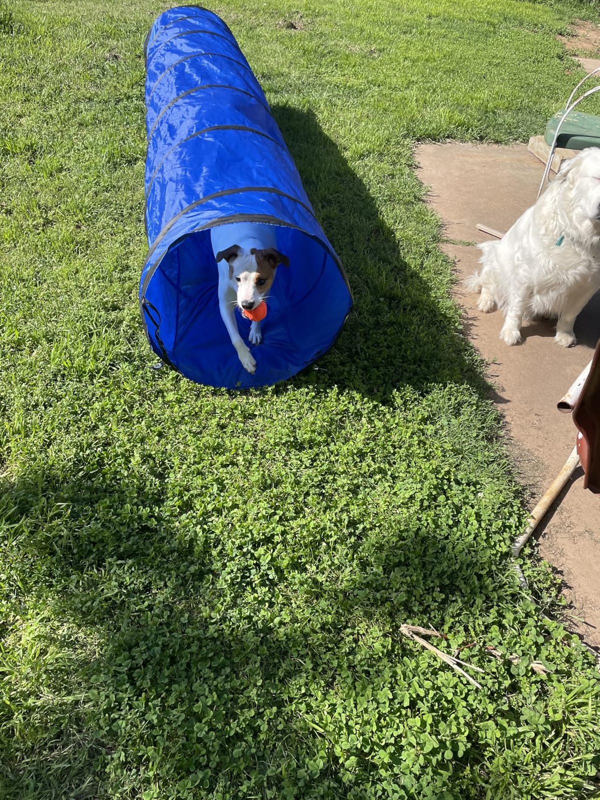 10FT Dog Agility Tunnel - Tear-Resistant Oxford Cloth Training Tunnel for All Breeds, Indoor/Outdoor Use with 4 Stakes & Carry Bag (Blue) customer photo 2