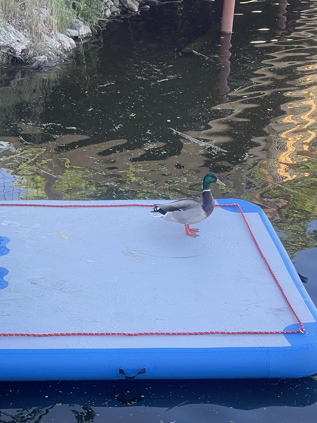 GZKYYLEGS 6ft/8ft/10ft/12ft Inflatable Floating Dock Water Platform | Multi-People Inflatable Floating Mat, Swim Dock Platform, Non-Slip Surface, 6 Inch Thick, For Lake/Boat/Island/Swimming Pool customer photo 2