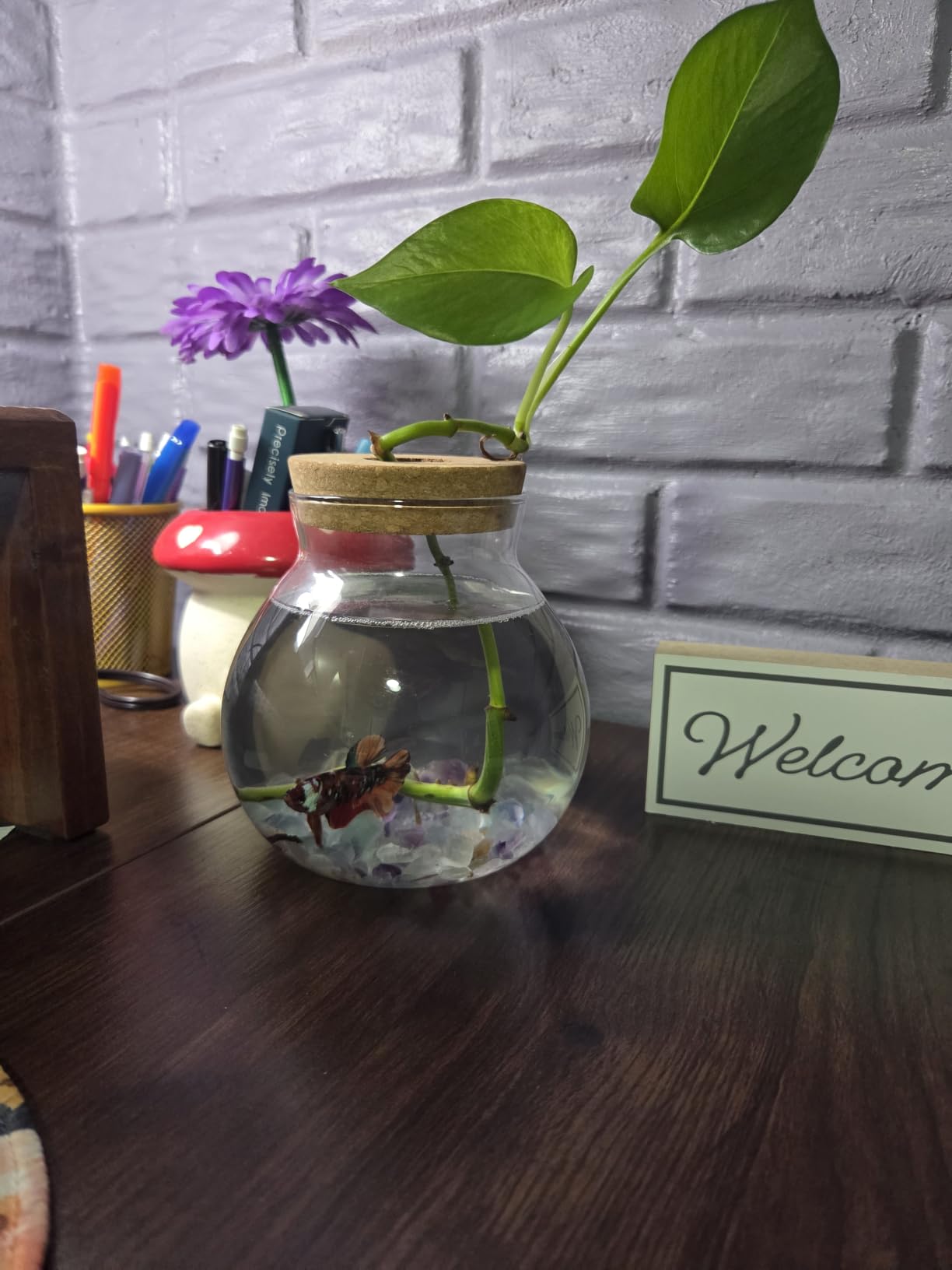 Small Betta Fish Tank Glass Fish Bowls for Betta Fish Goldfish, Aquaponic Fish Tank and Plants Cuttings Planter Terrarium Desktop Decorations Gifts customer photo 1