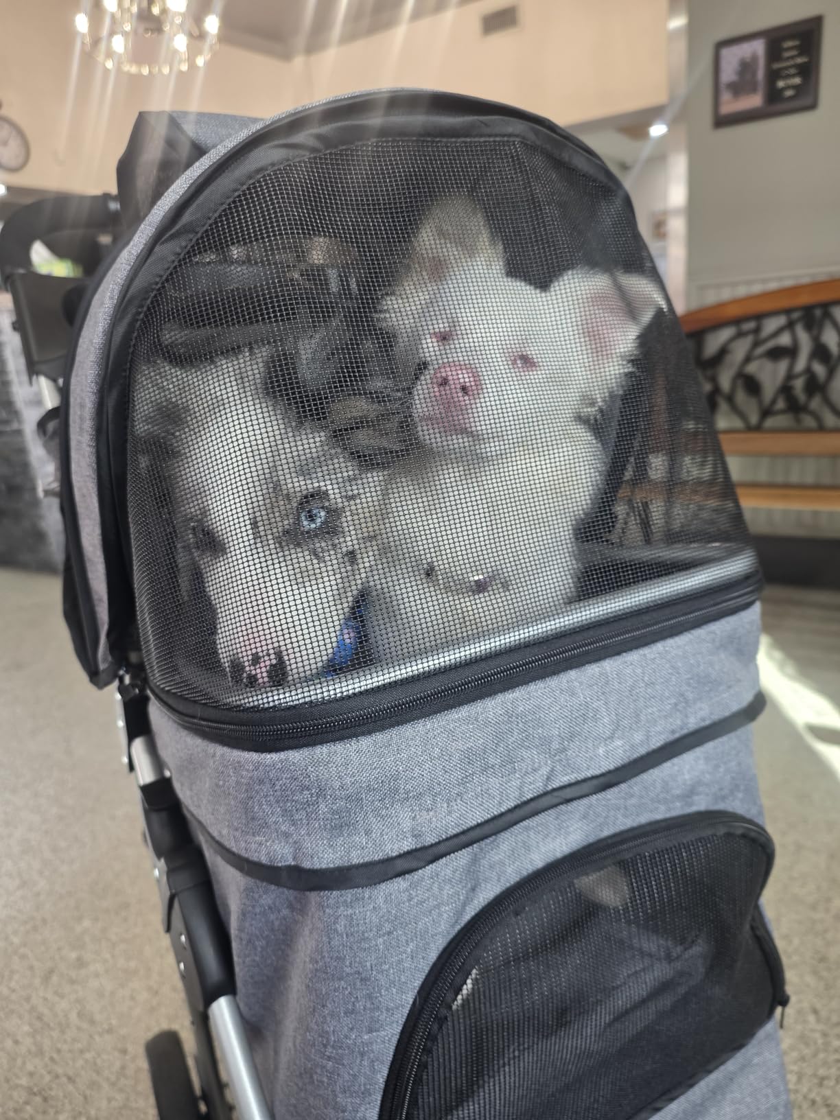 MoNiBloom Pet Stroller for Small/Medium Dogs and Cats up to 33 lbs, Black | Foldable Dog Stroller 3 Wheels Pet Strolling Cart w/ Storage Basket Cup Holder, Breathable and Visible Mesh for All-Season customer photo 1