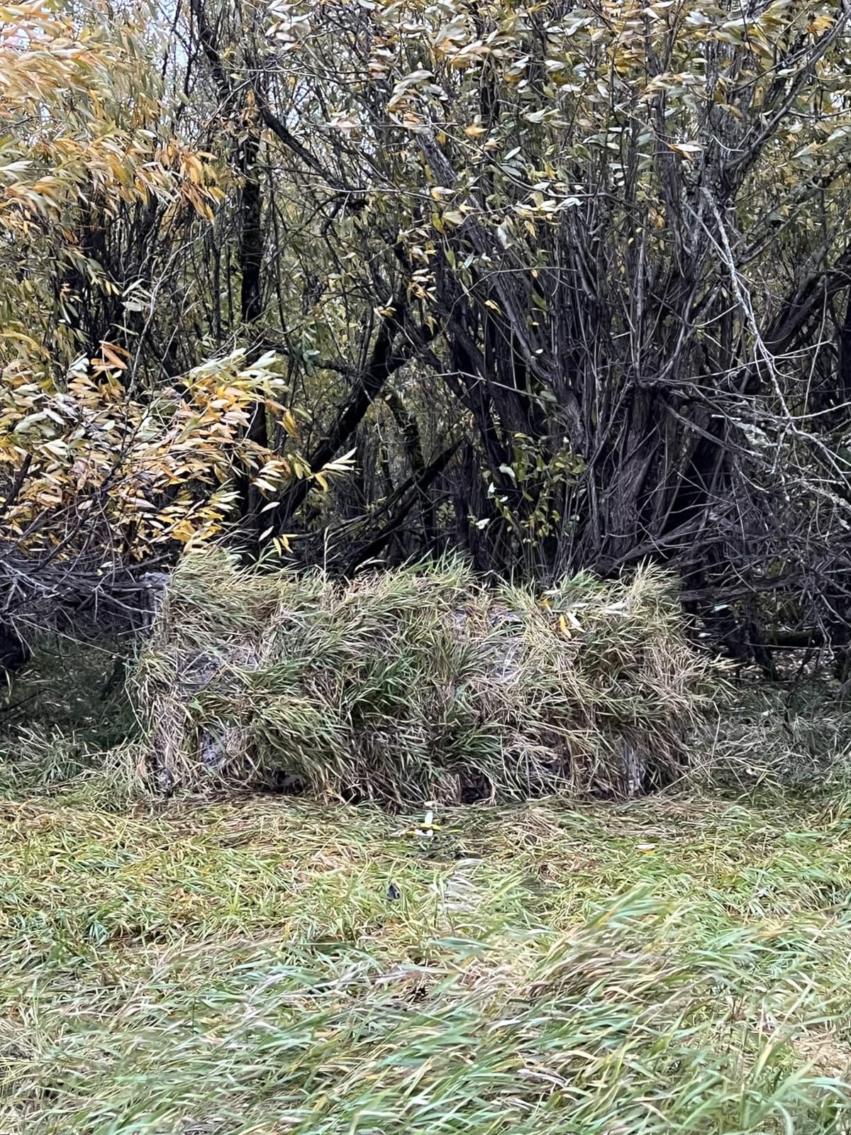 TIDEWE Duck Hunting Blind, Portable Duck Panel Blind, Next Evos Camo | 3-4 Person, Waterfowl Hunting, Connectable Panels, Brush Loops, Silent Dog Door, 13 lb Lightweight, Carry Bag customer photo 1