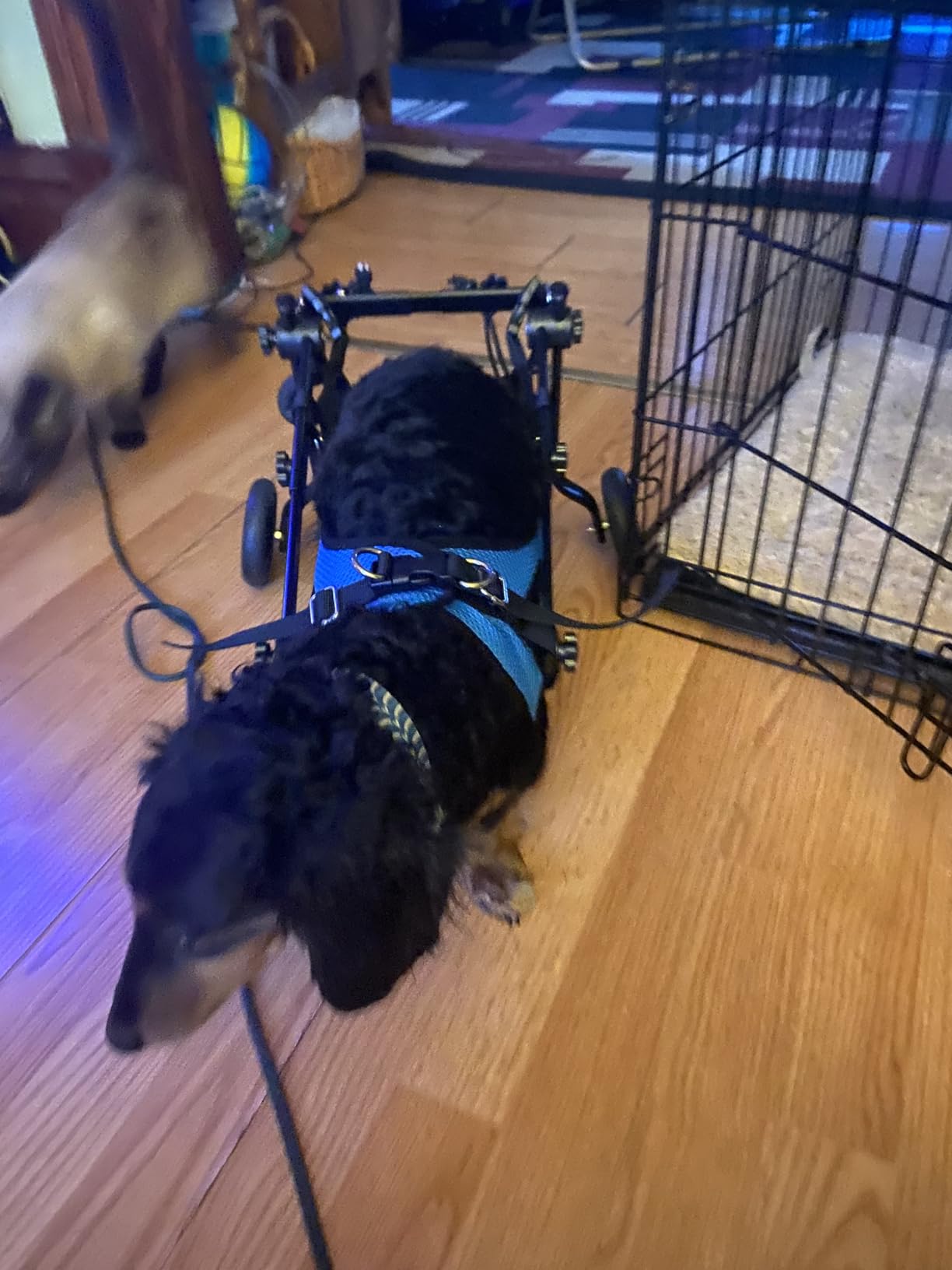 Small Dog Wheelchair for Back Legs - Adjustable Mobility Aid for Disabled Pets, Leg Brace and Hip Support customer photo 1