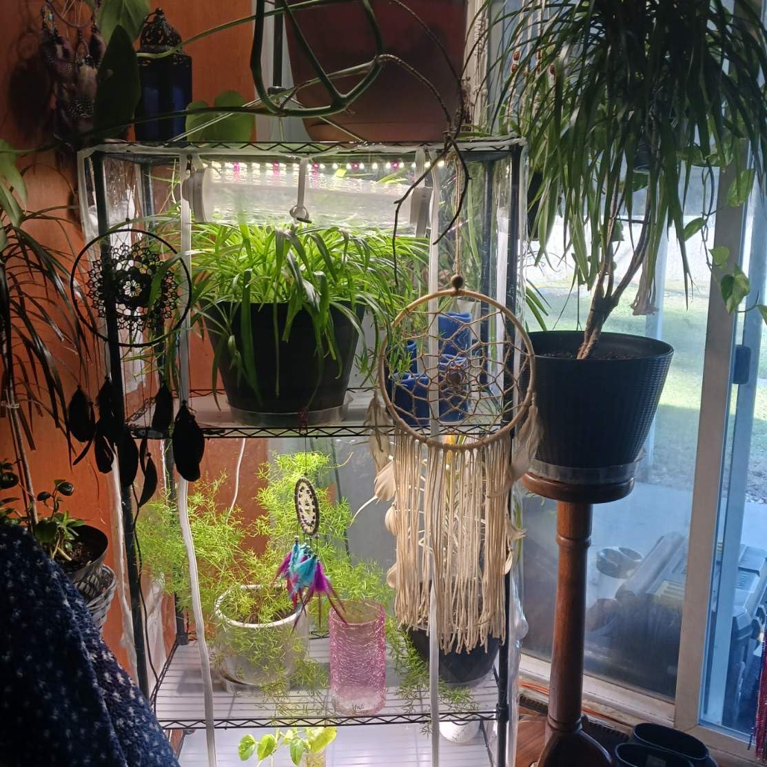 Indoor Greenhouse with Grow Light, 4-Tier Shelf, 26.4x19x61in | 1.6FT T5 Grow Light for Seedlings, Waterproof PVC Tent with Zipper Door, Plant Stand with 80W Full Spectrum Light, Timer customer photo 1