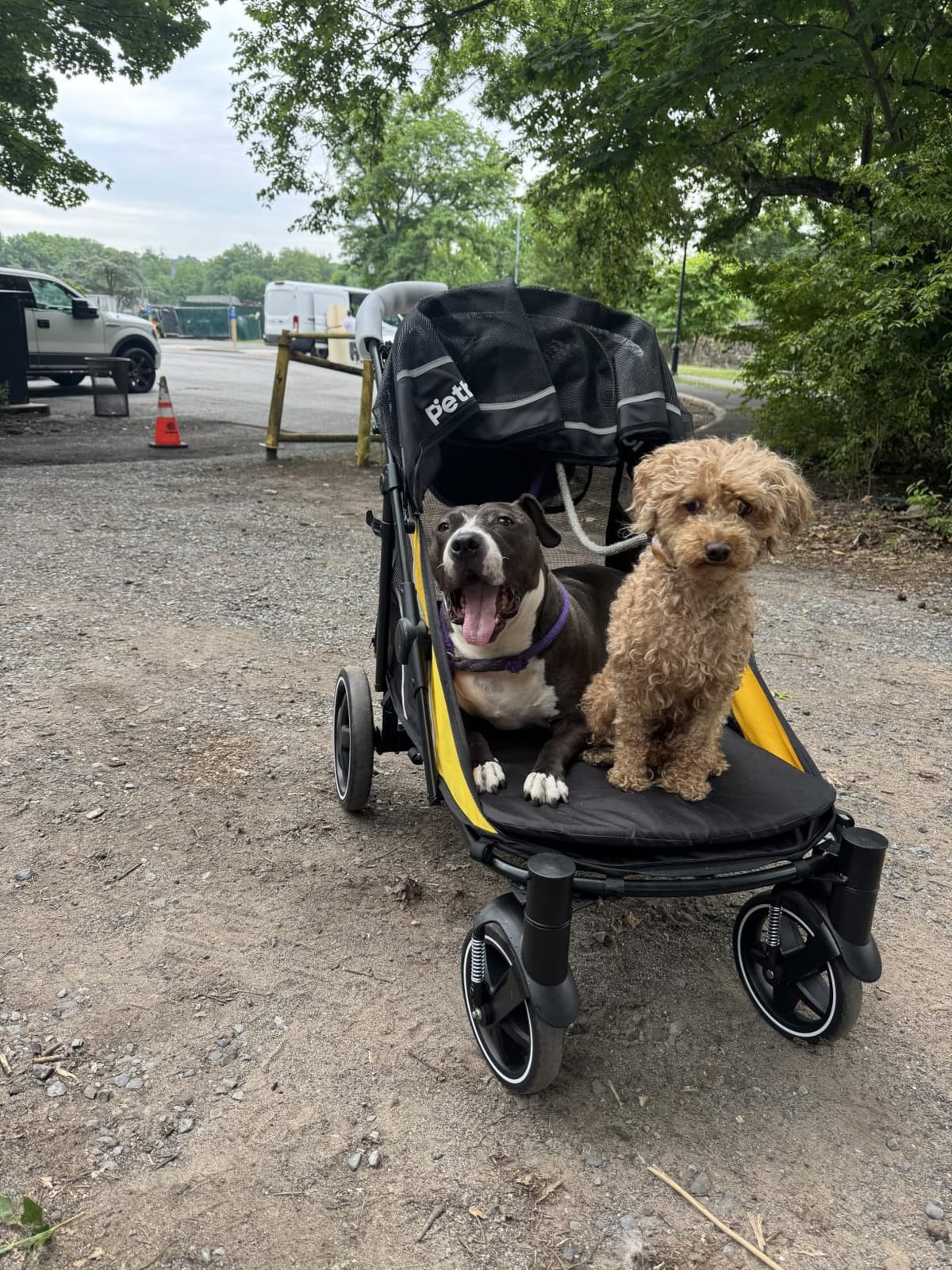 Petbobi Dog Stroller for Large Medium Dogs up to 80 lbs, Dual Entry, One-Hand Fold, One-Foot Brake, All Terrain 360 Swivel Front Wheel, Heavy Duty Air Mesh Wagon, Low Step-In for Senior Pets customer photo 1