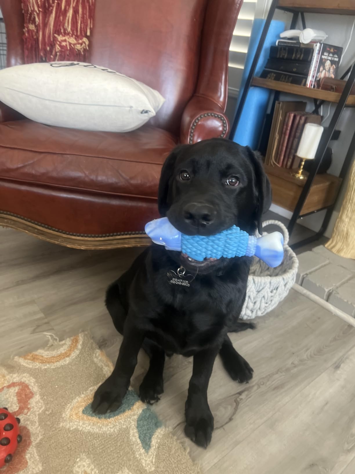 WinTour Tough Dog Toys for Aggressive Chewers, Indestructible Dog Chew Toys | Squeaky Durable Chew Toys for Medium & Large Breeds, Dog Toy to Keep Them Busy, Reduce Boredom, Teeth Cleaning, Bacon Flavor customer photo 2