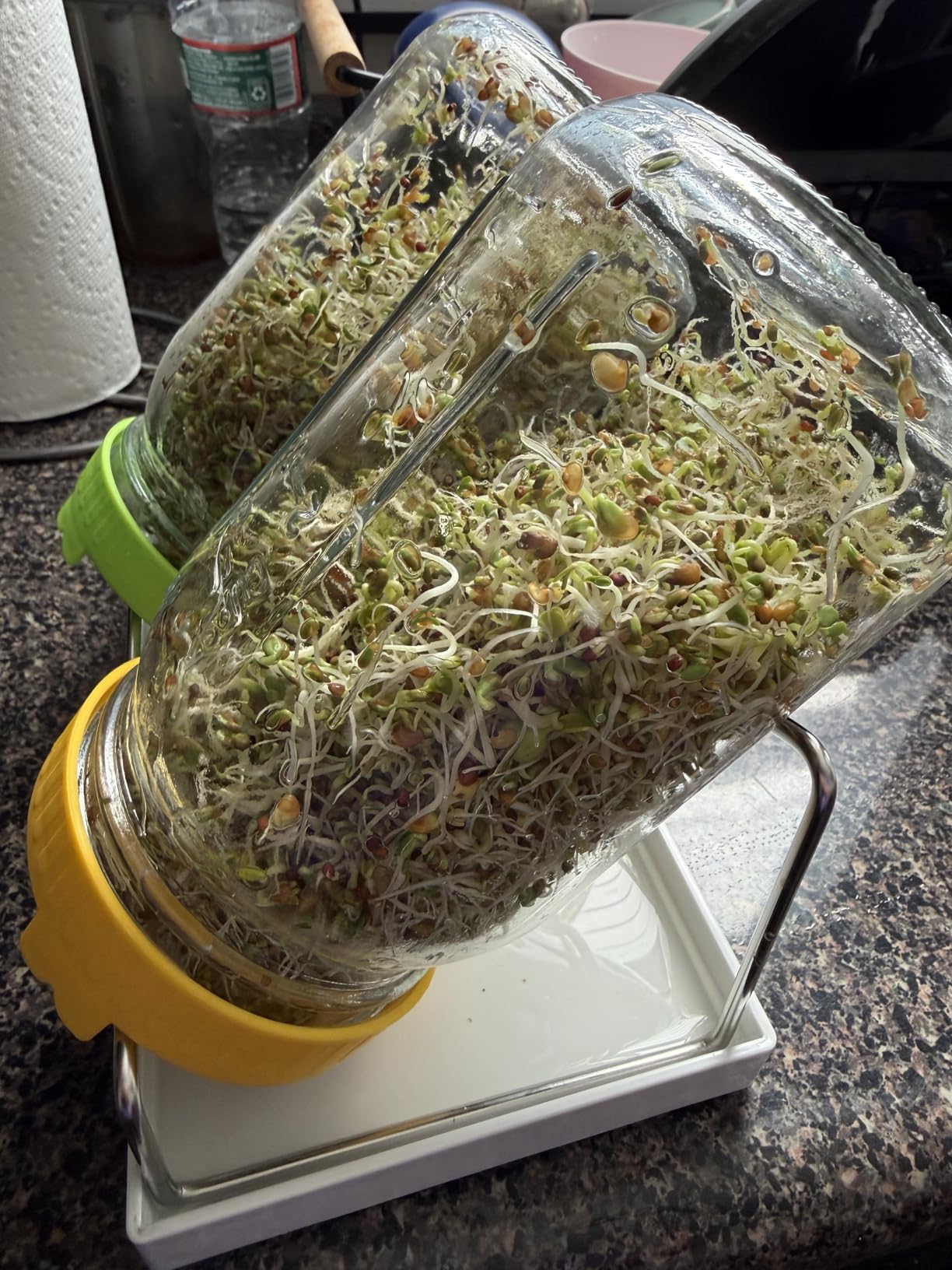 Organic Seed Sprouting Jar Kit - 2 x 32 oz Wide-Mouth Mason Jars with Stainless-Steel Sprouter Lids & Stand, Blackout Sleeves, Drain Tray - Grow Broccoli, Alfalfa & Bean Microgreens customer photo 2