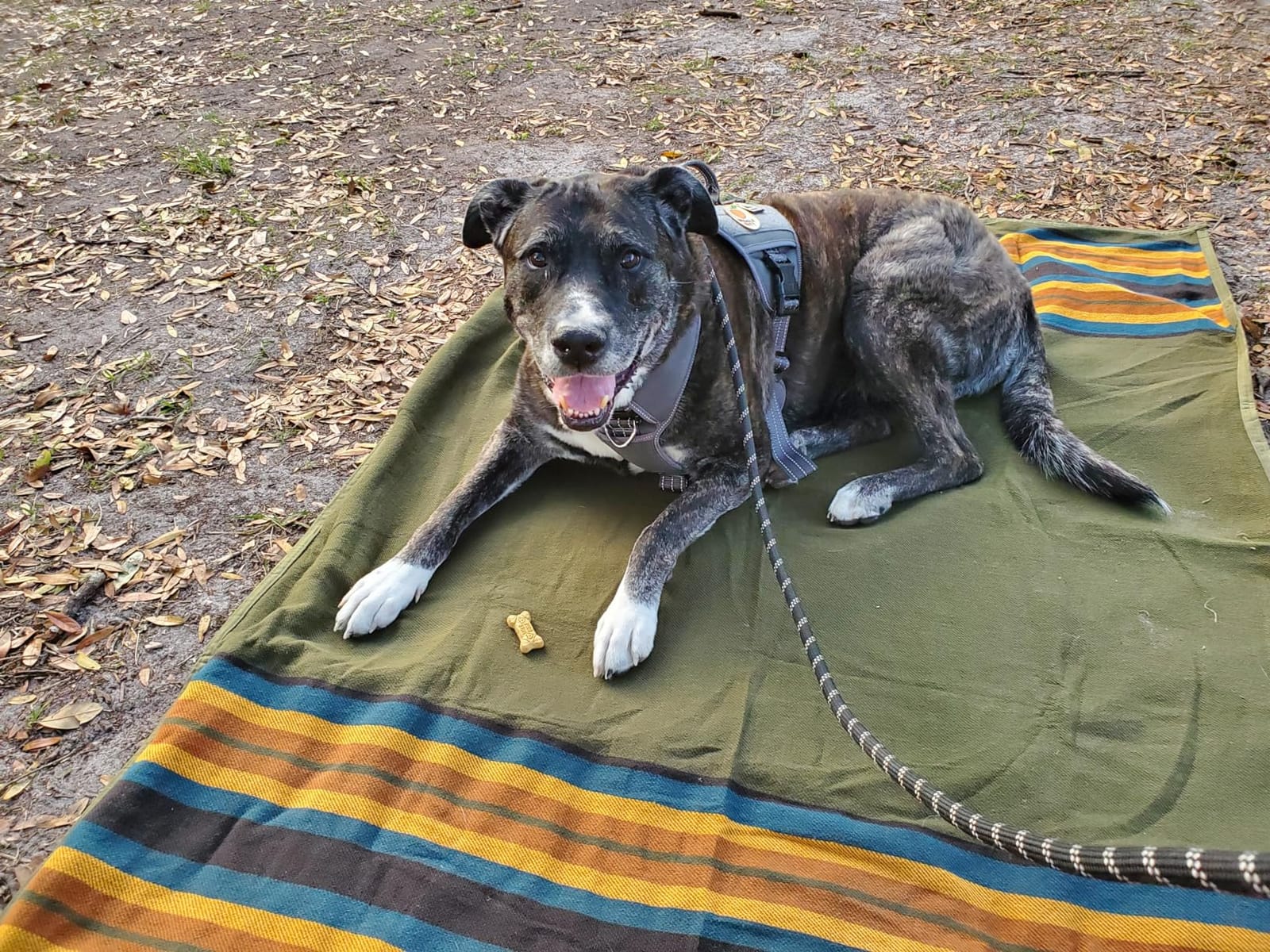 WP West Path Waxed Canvas Camping Blanket & Bedroll - Waterproof Canvas Blanket, Oilskin Outdoor Blanket, Camp Blanket, Bushcraft Ground Cloth (Olive, Regular) customer photo 1