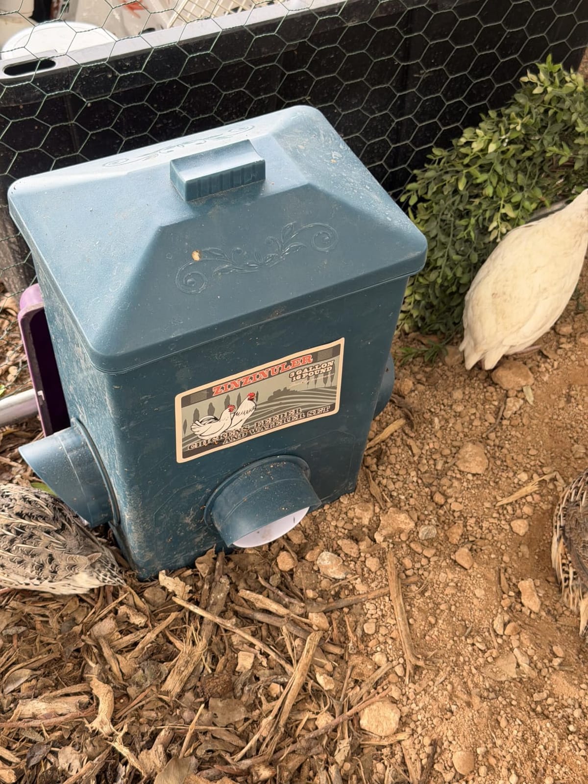 Automatic Port Chicken Feeder and Cup Waterer Set - Chicken Coop Accessories, No Waste Poultry Feeder, 3 Gallon/16 Pounds customer photo 2