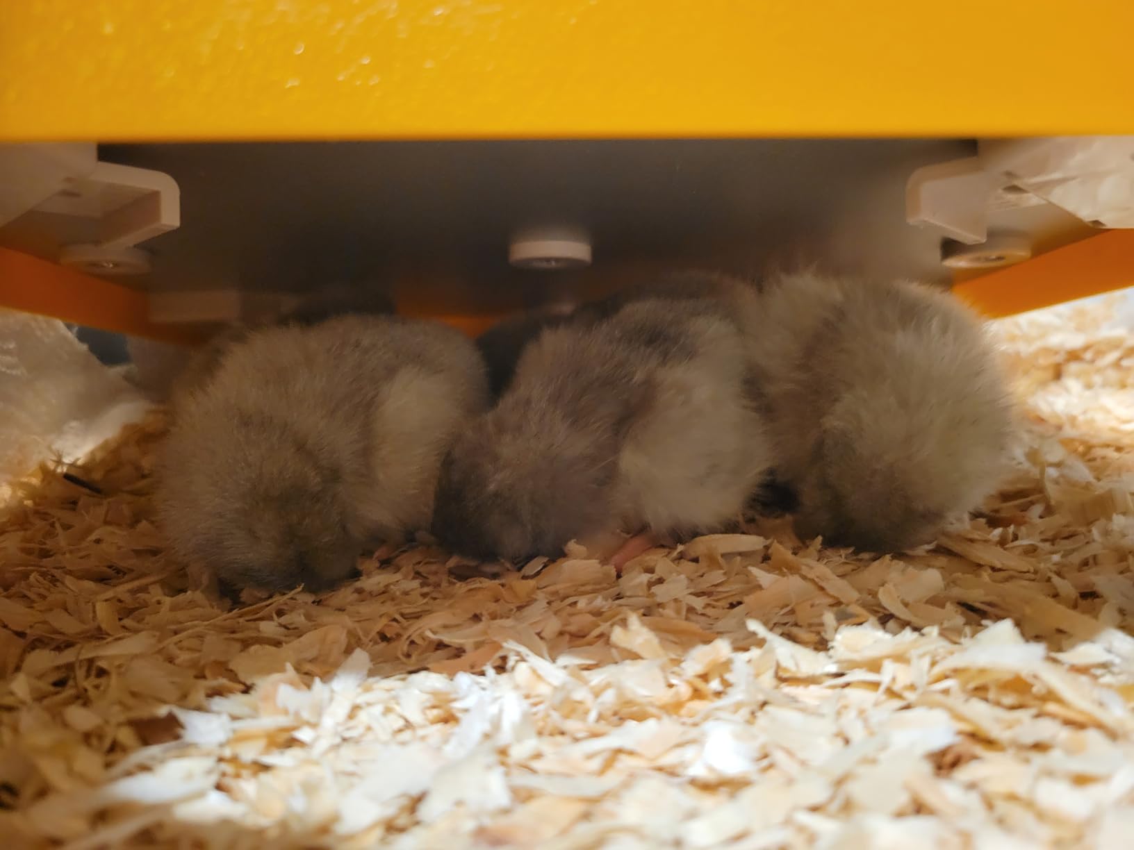 NUGRIART Brooder Heater for Chicks, 10