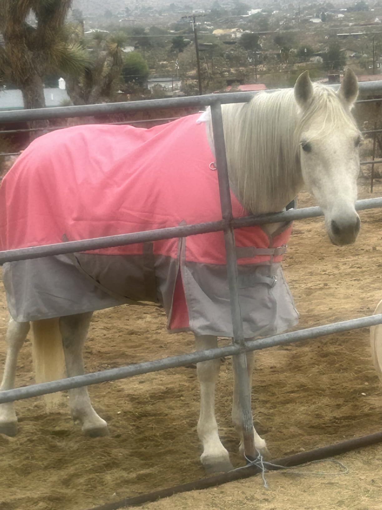 LEAFOREST 1200D Horse Blanket Waterproof Breathable Turnout (no Filling) Standard Neck Horse Sheet Black Grey 75IN customer photo 1