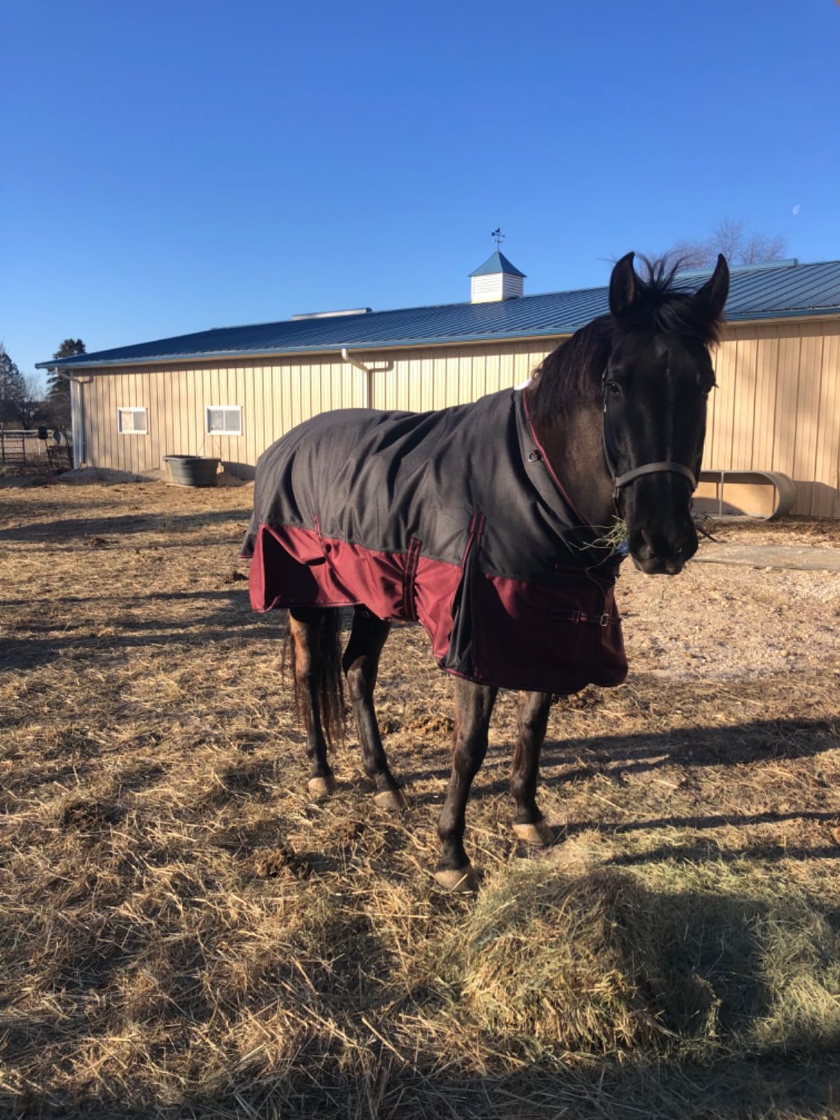 LEAFOREST 1200D Horse Blanket Waterproof Breathable Turnout (no Filling) Standard Neck Horse Sheet Black Grey 75IN customer photo 2