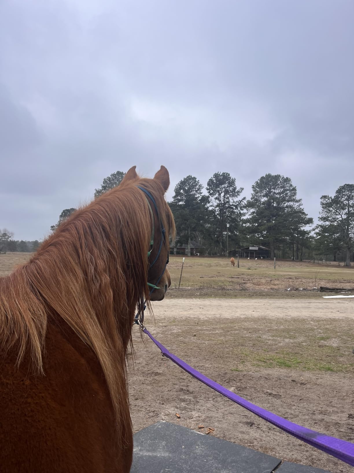 HILASON 1200D Winter Waterproof Poly Horse Blanket Belly Wrap | Turnout Blankets for Horses customer photo 1