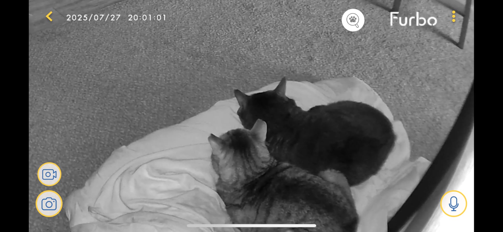 Furbo Mini Pet Camera [Paid Plan Required to Activate] | Stay connected with AI Pet & Home Safety Alerts, Mountable 130° Wide View, Video History, 2-Way Audio, Paid Plan Required customer photo 2