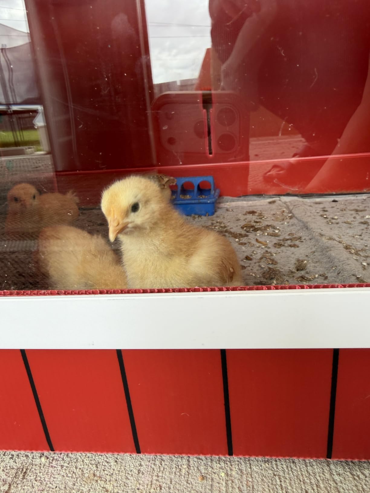 RentACoop Big Red Barn Chick Brooder customer photo 2