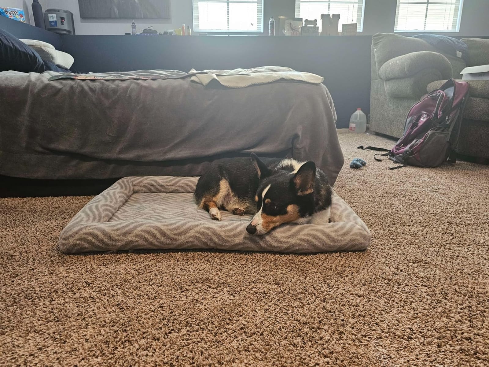 MidWest Homes for Pets QuiteTime Deluxe Wave Bolster Bed for Small Dogs; Easily Machine Wash and Dry; Gray; 22
