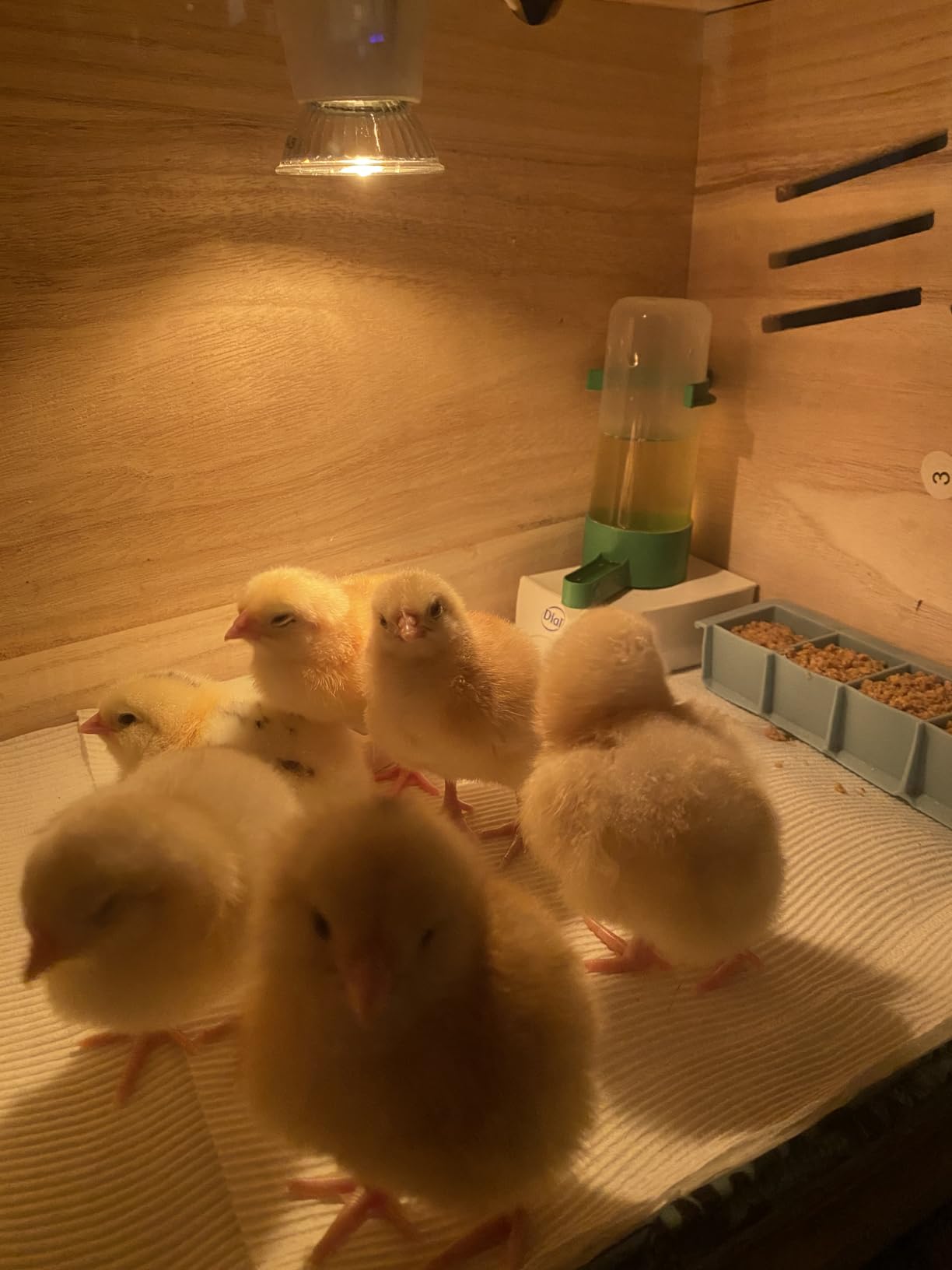 Chicken Brooder Box for Chicks & Quail with 3 Absorbent Pads, Feeder and Waterer - Adjustable Temperature Control Brooding Box customer photo 1